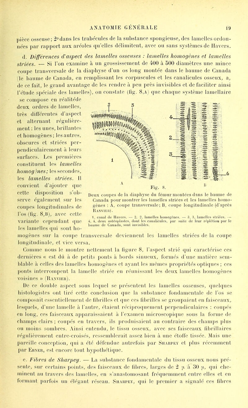 pièce osseuse; 2°dans les trabécules de la substance spongieuse, des lamelles ordon- nées par rapport aux aréoles c[u'elles délimitent, avec ou sans systèmes de llavers. d. Différences d'aspect des lamelles osseuses : lamelles homogènes et lamelles striées. — Si Ton examine à un grossissement de 400 à 500 diamètres une mince coupe transversale de la diaphyse d'un os long montée dans le baume de Canada (le baume de Canada, en remplissant les corpuscules et les canalicules osseux, a, de ce fait, le grand avantage de les rendre à peu près invisibles et de faciliter ainsi l'étude spéciale des lamelles), on constate (fig. 8,a) que chaque système lamellaire se compose en réalitédc deux ordres de lamelles, très différentes d'aspect et alternant régulière- ment : les unes, brillantes et homogènes ; les autres, obscures et striées per- pendiculairement à leurs surfaces. Les premières constituent les lamelles homogmes; les secondes, les lamelles striées. Il convient d'ajouter que ^ pj.^. g cette disposition s'ob- Deux coupes de la diaphyse du fémur montées dans le baume de Canada pour montrer les lamelles striées et les lamelles tiomo- gènes : A, coupe transversale; B, coupe longitudinale (d'après RANVIEli). 1, canal de Uavcrs. — 2, 2, lamelles homogènes. — 3, 3, lamelles slriées. — 4, 4, deux ostco|ilastcs, dont les canalicules, par suite de leur réplétioa par le baume de Canada, sont invisibles. serve également sur les coupes longitudinales de l'os (fig. 8,B), avec cette variante cependant que les lamelles qui sont ho- mogènes sur la coupe transversale deviennent les lamelles striées de la coupe longitudinale, et vice versa. Comme nous le montre nettement la ligure 8, l'aspect strié qui caractérise ces dernières « est dû à de petits ponts à bords sinueux, formés d'une matière sem- blable à celles des lamelles homogènes et ayant les mêmes propriétés optiques ; ces ponts interrompent la lamelle striée en réunissant les deux lamelles homogènes voisines » (UAxviEuj. De ce double aspect sous lequel se présentent les lamelles osseuses, (juelques histologistes ont tiré cette conclusion que la substance fondamentale de l'os se composait essentiellement de librilles et que ces fibrilles se groupaient en faisceaux, lesquels, d'une lamelle à l'autre, étaient réciproquement perpendiculaires : coupés en long, ces faisceaux apparaissaient à l'examen microscopique sous la forme de champs clairs ; coupés en travers, ils produisaient au contraire des champs plus ou moins sombres. Ainsi entendu, le tissu osseux, avec ses faisceaux fibrillaii'es régulièrement entre-croisés, ressemblerait assez bien à une étoffe tissée. Mais une pareille conception, qui a été défendue autrefois par Sh.\rpey et plus récemment par Ebîser, est encore tout hypothétique. e. Fibres de Sharpey. — La substance fondamentale du tissu osseux nous pré- sente, sur certains points, des faisceaux de libres, larges de !2 |j. à 30 qui che- minent au travers des lamelles, en s'anastomosant fréquemment entre elles et en formant parfois un élégant réseau. Sharpey, qui le premier a signalé ces fibres