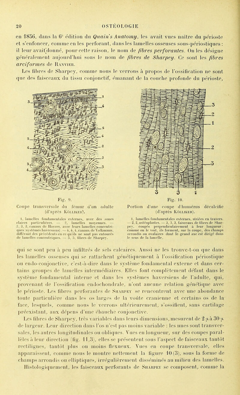 en 1856, dans la 6° édition du Quains Anatomy, les avait vues naître du périoste et s'enfoncer, comme en les perforant, dans les lamelles osseuses sous-périostiques : il leur avait/lonné, pour cette raison, le nom de fibres perforantes. On les désigne généralement aujoard'hui sous le nom de fibres de Sharpey. Ce sont les fibres arciformes de Raxvier. Les fibres de Sharpey, comme nous le verrons à propos de l'ossification ne sont que des faisceaux du tissu conjonctif, émanant de la couche profonde du périoste. Fig. <). Coupe transversale du fémur d'un adulle (d'après Kollikeiî). 1, lamelles fondamentales exlcrncs, avec des zones claii-es parliiuliri-cs. — 2, lamelles moyennes. — 3, 3, 3, canaux de Ilavers, avec leurs lamelles coneentri- ques (systèmes haversieiis) — 4, 4, i, canaux de Volkmann, dilTéranl des iin'cédonls en ce qu'ils ne sont pas entourés de lamelles concentriques. — 5, 5, fibres de Sharpey. Portion d'une coupe d'humérus décalcifié (d'après Kôlliker). t, lamelles fondamentales externes, striées en travers. — 2,2,osléoi)lastes. — 3, 3,3, faisceaux de libres de Shar- pey, coupés i)erpcndiculaii'emcnt à leur longueur : comme on le voit, ils forment, sur la coupe, des champs arrondis ou ovalaires dont le grand axe est dirigé dans le sens de la lamelle. qui se sont peu à peu infiltrés de sels calcaires. Aussi ne les trouve-t-on que dans les lamelles osseuses qui se rattachent génétiquement ù l'ossification périostique ou endo-conjonctive, c'est-à-dire dans le système fondamental externe et dans cer- tains groupes de lamelles intermédiaires. Elles font complètement défaut dans le système fondamental interne et dans les systèmes haversiens de l'adulte, qui, provenant de l'ossification cndochondrale, n'ont aucune relation génétique avec le périoste. Les fibres perforantes de Shaupey se rencontrent avec une abondance toute particulière dans les os larges de la voûte crânienne et certains os de la face, lesquels, comme nous le verrons ultérieurement, s'ossifient, sans cartilage préexistant, aux dépens d'une ébauche conjonctive. Les fibres de Sharpey, très variables dans leurs dimensions, mesurent de 2 p.à 30 jx de largeur. Leur direction dans l'os n'est pas moins variable : les unes sont transv^er- sales, les autres longitudinales ou obliques. Vues en longueur, sur des coupes paral- lèles à leur direction (fig. 11,3), elles se présentent sous l'aspect de faisceaux tantcjt rectilignes, tantôt plus ou moins flexueux. Vues en coupe transversale, elles apparaissent, comme nous le montre nettement la figure 10 (3), sous la forme de champs arrondis ou elliptiques, irrégulièrement disséminés au milieu des lamelles. Ilistologiquement, les faisceaux perforants de Sharpey se composent, comme la