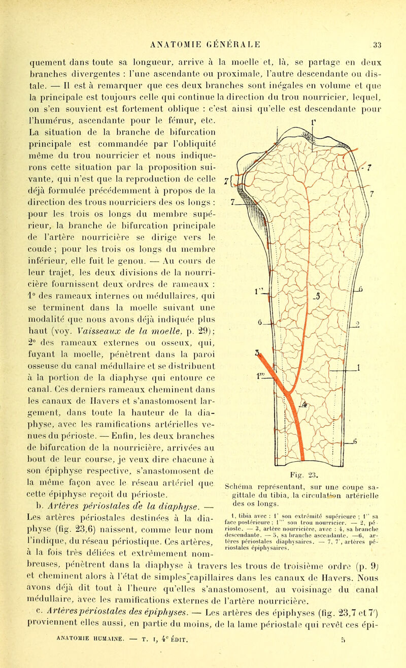 quement dans toute sa longueur, arrive à la moelle et, là, se partage en deux branches divergentes : l'une ascendante ou proximale, l'autre descendante ou dis- tale. — Il est à remarquer que ces deux branches sont inégales en volume et que la principale est toujours celle qui continue la direction du trou nourricier, lequel, on s'en souvient est fortement oblique : c'est ainsi qu'elle est descendante pour l'humérus, ascendante pour le fémur, etc. La situation de la branche de bifurcation principale est commandée par l'obliquité même du trou nourricier et nous indique- rons cette situation par la proposition sui- vante, qui n'est que la reproduction de celle déjà formulée j^récédemment à propos de la direction des trous nourriciers des os longs : pour les trois os longs du membre supé- rieur, la branche de bifurcation principale de l'artère nourricière se dirige vers le coude ; pour les trois os longs du membre inférieur, elle fuit le genou. — Au cours de leur trajet, les deux divisions de la nourri- cière fournissent deux ordres de rameaux : 1 des rameaux internes ou médullaires, qui se terminent dans la moelle suivant une modalité que nous avons d('jà indiqut'c plus haut (voy. Vaisseaux de la moelle, p. !29j; 2° des rameaux externes ou osseux, qui, fuyant la moelle, pénètrent dans la paroi osseuse du canal médullaire et se distribuent à la portion de la diaphyse qui entoure ce canal. Ces derniers rameaux cheminent dans les canaux de Ilavers et s'anastomosent lar- gement, dans toute la hauteur de la dia- physe, avec les ramifications artérielles ve- nues du périoste. — Enfin, les deux branches de bifurcation de la nourricière, arrivées au bout de leur course, je veux dire chacune à son éjîiphyse respective, s'anastomosent de la même façon avec le réseau artériel que cette épiphyse reçoit du périoste. b. Artères périoslales de la diaphyse. — Les artères périostales destinées à la dia- physe (fig. 23,6) naissent, comme huir nom l'indique, du réseau périostique. Ces artères, à la fois très déliées et extrèiucment nom- breuses, pénètrent dans la diaphyse à travers les trous de troisième ordre (p. 9; et cheminent alors à l'état de simples>apillaires dans les canaux de Havers. Nous avons déjà dit tout à l'heure qu'elles s'anastomosent, au voisinage du canal médullaire, avec les ramifications externes de l'artère nourricière. c. Artères périostales des épiphyses. — Les artères des épiphyses (flg. 23,7 et 7') proviennent elles aussi, en partie du moins, de la lame périostale qui revêt ces épi- ANATOMIE HUMAINE. — T. 1, 4^ KDIT. ^ Fig. 23. Schéma représentant, sur une coupe sn- gittale du tibia, la circulat^jn artérielle des os longs. 1, tibia avec : 1' son extrémité supéi-ieurc ; 1 sa face postérieure ; 1' sou trou nourricier. — i, pé- rioste. — 3, artère nourricière, avec : 4, sa brandie descendante. —o, sa brandie ascendante. —G, ar- tO'rcs périostales diaplijsaires. — 7, 7', artères pé- riostales épiphysaires.