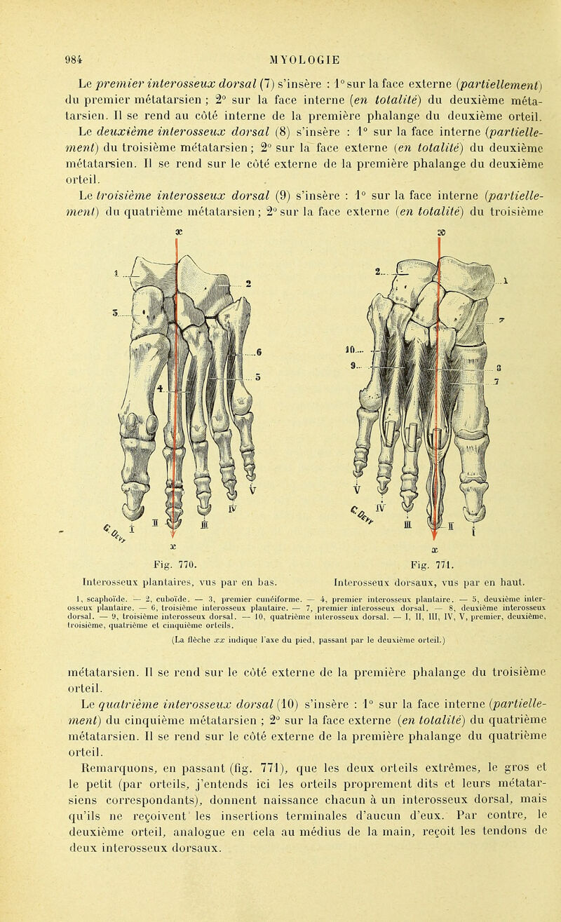 Le premier interosseux dorsal (7) s'insère : l°sur la face externe {partiellement) du premier métatarsien ; 2° sur la face interne [en totalité) du deuxième méta- tarsien. Il se rend au côté interne de la première phalange du deuxième orteil. Le deuxième interosseux dorsal (8) s'insère : 1° sur la face interne {partielle- ment) du troisième métatarsien ; 2 sur la face externe (en totalité) du deuxième métatareien. Il se rend sur le côté externe de la première phalange du deuxième orteil. Le troisième interosseux dorsal (9) s'insère : \° sur la face interne {partielle- ment) du quatrième métatarsien; 2° sur la face externe {en totalité) du troisième 9C 30 Fig. 770. Fig. 771. Iiiterosseux plantaires, vus par en bas. Interosseux dorsaux, vus par en haut. 1, scaplioïde. — 2, cuboïde. — 3, premier cunéiforme. — 4, premier iuterosseux plaulaire. — 5, deuxième inter- osseux plantaire. — 6, troisième interosseux plantaire. — 7, premier interosseux dorsal. — 8, deuxième interosseux dorsal. — U, troisième interosseux dorsal. — 10, quatrième interosseux dorsal. — 1, II, 111, IV, V, premier, deuxième, troisième, quatrième et cinquième orteils. (La flèche xx indique l'axe du pied, passant par le deuxième orteil.) métatarsien. Il se rend sur le côté externe de la première phalange du troisième orteil. Le quatrième ititerosseux dorsal (10) s'insère : i° sur la face interne {partielle- ment) du cinquième métatarsien ; 2° sur la face externe {en totalité) du quatrième métatarsien. Il se rend sur le côté externe de la première phalange du quatrième orteil. Remarquons, en passant (fig. 771), que les deux orteils extrêmes, le gros et le petit (par orteils, j'entends ici les orteils propi'ement dits et leurs métatar- siens correspondants), donnent naissance chacun à un interosseux dorsal, mais qu'ils ne reçoivent les insertions terminales d'aucun d'eux. Par contre, le deuxième orteil, analogue en cela au médius de la main, reçoit les tendons de deux interosseux dorsaux.