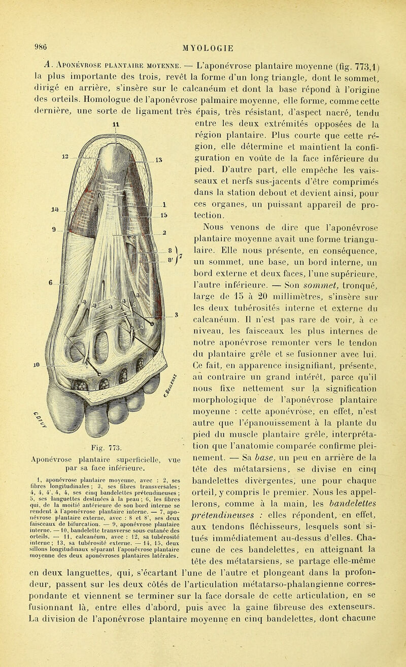 A. Aponévrose plantaire moyenne. — L'aponévrose plantaire moyenne (fig. 773,1 j la plus importante des trois, revêt la forme d'un long triangle, dont le sommet, dirigé en arrière, s'insère sur le calcanéum et dont la base répond à l'origine des orteils. Homologue de l'aponévrose palmaire moyenne, elle forme, comme cette dernière, une sorte de ligament très épais, très résistant, d'aspect nacré, tendu 11 entre les deux extrémités opposées de la région plantaire. Plus courte que cette ré- gion, elle détermine et maintient la confi- guration en voûte de la face inférieure du pied. D'autre par-t, elle empêche les vais- seaux et nerfs sus-jacents d'être comprimés dans la station debout et devient ainsi, pour ces organes, un puissant appareil de pro- tection. Nous venons de dire que l'aponévrose plantaire moyenne avait une forme triangu- laire. Elle nous présente, en conséquence, un sommet, une base, un bord interne, un bord externe et deux faces, l'une supérieure, l'autre inférieure. — Son so7nmet, tronqué, large de 15 à 20 millimètres, s'insère sur les deux tubérosités interne et externe du calcanéum. Il n'est pas l'are de voir, à ce niveau, les faisceaux les plus internes de notre aponévrose remonter vers le tendon du plantaire grêle et se fusionner avec lui. Ce fait, en apparence insignifiant, présente, au contraire un grand intérêt, parce qu'il nous fixe nettement sur la signification morphologique de l'aponévrose plantaire moyenne : cette aponévrose, en effet, n'est autre que l'épanouissement à la plante du pied du muscle plantaire grêle, interpréta- tion que l'anatomie comparée confirme plei- nement. — Sa base, un peu en arrière de la tête des métatarsiens, se divise en cinq bandelettes divèrgentes, une pour chaque orteil, y compris le premier. Nous les appel- lerons, comme à la main, les bandelettes pré tendineuse s : elles répondent, en effet, aux tendons fléchisseurs, lesquels sont si- tués immédiatement au-dessus d'elles. Cha- cune de ces bandelettes, en atteignant la tête des métatarsiens, se partage elle-même en deux languettes, qui, s'écartant l'une de l'autre et plongeant dans la profon- deur, passent sur les deux côtés de l'articulation métatarso-phalangienne cories- pondante et viennent se terminer sur la face dorsale de cette articulation, en se fusionnant là, entre elles d'abord, puis avec la gaine fibreuse des extenseurs. La division de l'aponévrose plantaire moyenne en cinq bandelettes, dont chacune Fig. 773. Aponévrose plantaire superficielle, vue par sa face inférieure. 1, a])oiic5vrose plantaire moyenne, avec : 2, ses fibres longitudinales; 3, ses fibres transversales; 4, 4, 4', 4, 4, ses cinq bandelettes pr^tendineuses ; 6, ses languettes destinées à la peau ; 0, les fibres qui, de la moitié antérieure de son bord interne se rendent à l'aponévrose plantaire interne. — 7, apo- névrose plantaire externe, avec : 8 et 8', ses deux faisceaux de bifurcalion. — 9, aponévrose plantaire interne. —10, bandelette transverse sous-cutanée des orteils. — H, calcanéum, avec : 12, sa tubérosité interne; 13, sa tubérosité externe. — 14, 15, deux sillons longitudinaux séparant l'aponévrose plantaire moyenne des deux aponévroses plantaires latérales.