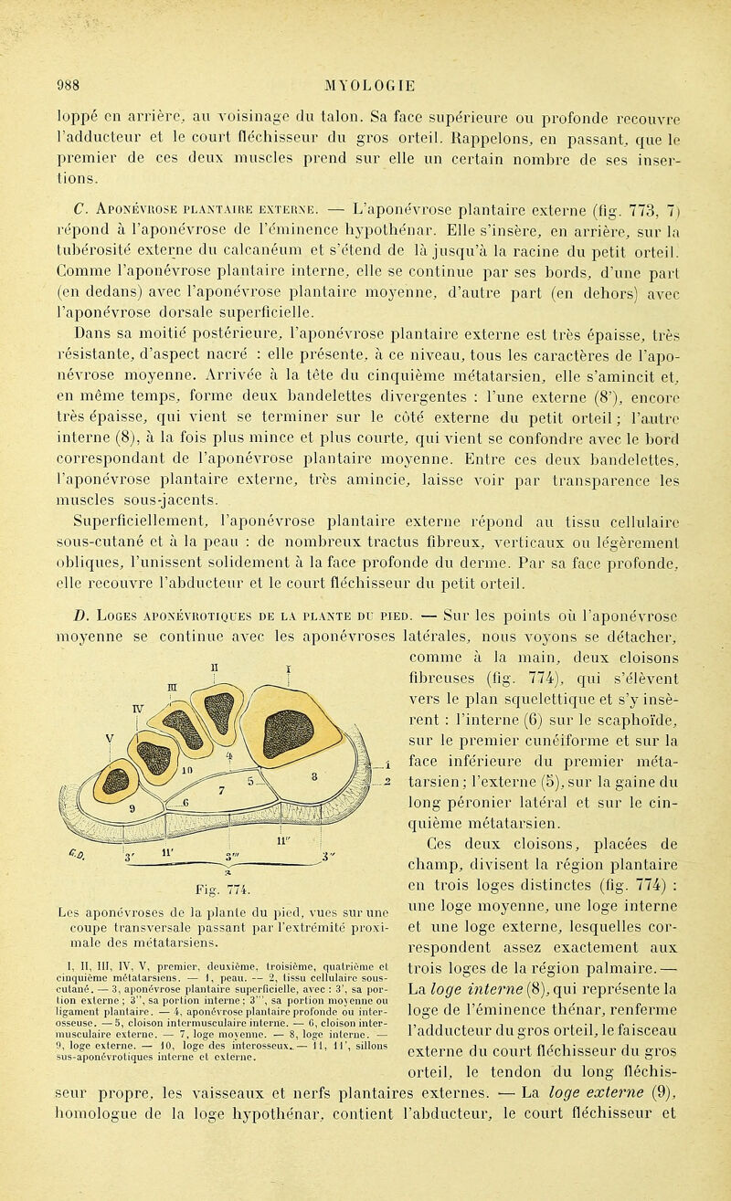 loppé en arrière, au voisinage du talon. Sa face supérieure ou profonde recouvre l'adducteur et le court fléchisseur du gros orteil. Rappelons, en passant, que le premier de ces deux muscles prend sur elle un certain nombre de ses inser- tions. C. Aponévrose pl.\staire externe. — L'aponévrose plantaire externe (fig. 773, 7) répond à l'aponévrose de l'éminence hypothénar. Elle s'insère, en arrière, sur la tubérosité externe du calcanéum et s'étend de là jusqu'à la racine du petit orteil. Comme l'aponévrose plantaire interne, elle se continue par ses bords, d'une part (en dedans) avec l'aponévrose plantaire moyenne, d'autre part (en dehors) avec l'aponévrose dorsale superficielle. Dans sa moitié postérieure, l'aponévrose plantaire externe est très épaisse, très résistante, d'aspect nacré : elle présente, à ce niveau, tous les caractères de l'apo- névrose moyenne. Arrivée à la tète du cinquième métatarsien, elle s'amincit et, en même temps, forme deux bandelettes divergentes : l'une externe (8'), encore très épaisse, qui vient se terminer sur le côté externe du petit orteil ; l'autre intei-ne (8), à la fois plus mince et plus courte, qui vient se confondre avec le bord correspondant de l'aponéA^rose plantaire moyenne. Entre ces deux bandelettes, l'aponévrose plantaire externe, très amincie, laisse voir par transparence les muscles sous-jacents. Superficiellement, l'aponévrose plantaire externe répond au tissu cellulaire sous-cutané et à la peau : de nombreux tractus fibreux, verticaux ou légèrement obliques, l'unissent solidement à la face profonde du derme. Par sa face profonde, elle recouvre l'abducteur et le court fléchisseur du petit orteil. D. Loges apoxévroïiques de l.\ pl.a.nte di: pied. — Sur les points oii l'aponévrose moyenne se continue avec les aponévroses latérales, nous voyons se détacher, comme à la main, deux cloisons fibreuses (fig. 774), qui s'élèvent vers le plan squelettique et s'y insè- rent : l'interne (6) sur le scaphoïde, sur le premier cunéiforme et sur la face inférieure du premier méta- tarsien ; l'externe (5), sur la gaine du long péronier latéral et sur le cin- quième métatarsien. Ces deux cloisons, placées de champ, divisent la région jDlantaire en trois loges distinctes (fig. 774) : une loge moyenne, une loge interne et une loge externe, lesquelles cor- respondent assez exactement aux trois loges de la région palmaire.— La loge interne (8), qui représente la loge de l'éminence thénar, renferme l'adducteur du gros orteil, le faisceau externe du court fléchisseur du gros orteil, le tendon du long fléchis- seur propre, les vaisseaux et nerfs plantaires externes. •— La loge externe (9), homologue de la loge hypothénar, contient l'abducteur, le court fléchisseur et Fig. 774. Les aponévroses de la plante du pied, vues sur une coupe transversale passant par l'extrémité proxi- male des métatarsiens. 1, II, m, IV, V, premier, deuxième, Iroisième, quatrième et cinquième métatarsiens. — i, peau. — 2, lissu cellulaire sous- cutané. — i, aponévrose plantaire superficielle, avec : 3', sa por- tion externe ; 3, sa portion interne: 3', sa portion mojenne ou ligament plantaire. — 4, aponévrose plantaire profonde ou inter- osseuse. — 5, cloison intermusculaire interne. — 6, cloison inter- musculaire externe. — 7, logo moyenne. — 8, loge interne. — 9, loge externe. — dO, loge des interosseux..— II, 11', sillons sus-aponévrotiques interne et externe.