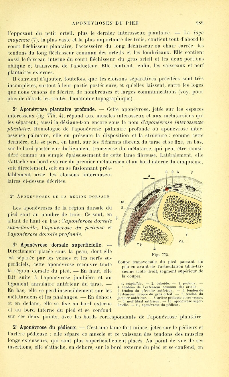l'opposant du petit orteil, plus le dernier interosseux plantaire. — La loge moyenne (7), la plus vaste et la plus importante des trois, contient tout d'abord le court fléchisseur plantaire, l'accessoire du long fléchisseur ou chair carrée, les tendons du long fléchisseur commun des orteils et les lombricaux. Elle conlieni aussi le faisceau interne du court fléchisseur du gros orteil et les deux portions oblique et transverse de l'abducteur. Elle contient, enfin, les vaisseaux et nerf plantaires externes. Il convient d'ajouter, toutefois, que les cloisons séparatives précitées sont très incomplètes, surtout à leur partie postérieure, et qu'elles laissent, entre les loges que nous venons de décrire, de nombreuses et larges communications (voy. pour plus de détails les traités d'anatomie topographique). 2 Aponévrose plantaire profonde. — Cette aponévrose, jetée sur les espaces interosseux (fig. 774, 4), répond aux muscles interosseux et aux métatarsiens cpii les séparent ; aussi la désigne-t-on encore sous le nom (ïaponévrose interosseuse plantaire. ïlomologue de l'aponévrose palmaire profonde ou aponévrose inter- osseuse palmaire, elle en présente la disposition et la structure : comme cette dernière, elle se perd, en haut, sur les éléments fibreux du tarse et se fixe, en bas, sur le bord postérieur du ligament transverse du métatarse, qui peut être consi- déré comme un simple épaississement de cette lame fibreuse. Latéralement, elle s'attache au bord externe du premier métatarsien et au bord interne du cinquième, soit directement, soit en se fusionnant préa- lablement avec les cloisons intermuscu- laires ci-dessus décrites. 2° Aponévroses de la région dorsale Les aponévroses de la région dorsale du pied sont au nombre de trois. Ce sont, en allant de haut en bas : Vaponévrose dorsale superficielle, Vaponévrose du pédieux et Vaponévrose dorsale profonde. 1 Aponévrose dorsale superficielle. — Directement placée sous la peau, dont elle est séparée par les veines et les nerfs su- perficiels, cette aponévrose recouvre toute la région dorsale du pied. — En haut, elle fait suite à l'aponévrose jambière et au ligament annulaire antérieur du tarse. — En bas, elle se perd insensiblement sur les métatarsiens et les phalanges. ■— En dehors et en dedans, elle se fixe au bord externe et au bord interne du pied et se confond sur ces deux points, avec les bords correspondants de l'aponévrose plantaire. 2 Aponévrose du pédieux. — C'est une lame fort mince, jetée sur le pédieux et l'artère pédieuse : elle sépare ce muscle et ce vaisseau des tendons des muscles longs extenseurs, qui sont plus superficiellement placés. Au point de vue de ses insertions, elle s'attache, en dehors, sur le bord externe du pied et se confond, en Fig. m. Coupe transversale du pied passant un peu en avant de l'articulation tiljio-tar- sienne (côté droit, segment supo'rieur do la coupe). 1. scaphoïilc. — 2, cuboïdc. — 3, pédieux. — 4, tendons de l'e.vtenseur commun des orteils. — 5, tendon du p6roniei antérieur. — 6, tendon de l'extenseur i)ro|irc du gros orteil. — 7, tendon du jambier antérieur. — 8, artère pédieuse et ses veines. — 0, nerf tibial antérieur. — 10. aponévrose super- nciclle. — 11, aponévrose du pédicus.
