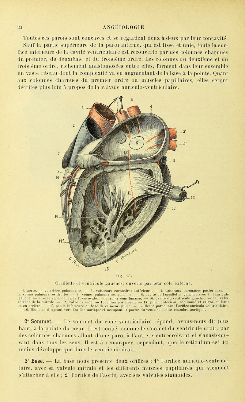 Toutes ces pai^ois sont concaves et se regardent deux à deux par leur concavité. Sauf la partie supérieure de la paroi interne^, qui est lisse et unie, toute la sur- face intérieure de la cavité ventriculaire est recouverte par des colonnes charnues du premier, du deuxième et du troisième ordre. Les colonnes du deuxième et du troisième ordre, richement anastomosées entre elles, forment dans leur ensemble un vaste réseau dont la complexité va en augmentant de la base à la pointe. Quant aux colonnes charnues du premier oindre ou muscles papillaires, elles seront décrites plus loin à propos de la valvule auriculo-ventriculaire. 15 Fi g. 15. Oreilleltc et venLricule gauches, ouverts par leur côté externe. 1, aorte. — 1, arlore iiulmonaire. — 3, vaisseaux coronaires aiiWricurs. — 4, vaisseaux coronaires posléricurs. — o, veines pulmonaires droites. — 5'. veines pulmonaires gauches. — C, cavité de l'oreillellc gauche, avec 7, l'auricule gauclie. — 8, zone répondant à la l'o'sse ovale. — 9, repli semi-lunaire. — iO. cavité du ventricule gauche. — 11. valve interne de la mitrale. — 12, valve externe. — 13, pilier postérieur. — li, pilier antérieur, sectionné et érigné en haut et en arrière. — 14', partie inrériciire ou base de ce mèms pilier. — l.ï, flèclie parcourant l'orifice auriculo-ventriculaire. — 16, lléclie se dirigeant vers l'orifice aorlique et occupant la partie du ventricule dite chambre aorliquc. 2° Sommet. — Le summet du cône ventriculaire répond, avons-nous dit plus haut, à la pointe du cœur. 11 est coupé, comme le sommet du ventricule di'oit, par des colonnes charnues allant d'une paroi à l'autre, s'entrecroisant et s'anastomo- sant dans tous les sens. 11 est à remarquer, cependant, que le réticulum est ici naoins développé que dans le ventricule droit. 3° Base. — La base nous présente deux oi'ihces : 1° l'orifice auriculo-ventricu- laire, avec sa valvule mitrale et les différents muscles papillaires qui viennent s'attacher à elle ; 2'' l'orifice de l'aorte, avec ses valvules sigmoïdes.