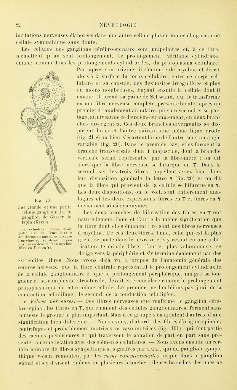 i incitations nerveuses élaborées dans une autre cellule plus ou moins éloignée, une cellule sympathique sans doute. Les cellules des ganglions cérébro-spinaux sont unipolaires et, à ce titre, n'émettent qu'un seul prolongement. Ce prolongement, véritable cylindraxe, émane, comme tous les prolongements cylindraxiles, du protoplasma cellulaire. Peu après son origine, il s'entoure de myéline et décrit *'éï$!t%$b alors à la surface du corps cellulaire, entre ce corps cel- ! )'y0 lulaire et sa capsule, des flexuosités irrégulières et plus ou moins nombreuses. Fuyant ensuite la cellule dont il émane, il prend sa gaine de Schwann, qui le transforme en une fibre nerveuse complète, présente bientôt après un premier étranglement annulaire, puis un second et se par- tage, au niveau de ce deuxième étranglement, en deux bran- ches divergentes. Ces deux branches divergentes se dis- posent l'une et l'autre suivant une même ligne droite (fig. 21 ,e) ou bien s'écartent l'une de l'autre sous un angle variable (fig. 20). Dans le premier cas, elles forment la branche transversale d'un T majuscule, dont la branche verticale serait représentée par la libre-mère : on dit alors que la fibre nerveuse se bifurque en T. Dans le second cas, les trois fibres rappellent assez bien dans leur disposition générale la lettre Y (fig. 20) et on dit que la fibre qui provient de la cellule se bifurque en Y. Les deux dispositions, on le voit, sont entièrement ana- logues et les deux expressions fibres en T et fibres en Y deviennent ainsi synonymes. Les deux branches de bifurcation des fibres en T ont naturellement l'une et l'autre la même signification que la fibre dont elles émanent : ce sont des fibres nerveuses à myéline. De ces deux fibres, l'une, celle qui est la plus grêle, se porte dans le névraxe et s'y résout en une arbo- risation terminale libre ; l'autre, plus volumineuse, se dirige vers la périphérie et s'y termine également par des extrémités libres. Nous avons déjà vu, à propos de l'anatomie générale des centres nerveux, que la fibre centrale représentait le prolongement cylindraxile de la cellule ganglionnaire et que le prolongement périphérique, malgré sa lon- gueur et sa complexité structurale, devait être considéré comme le prolongement protoplasmique de cette même cellule. Le premier, ne l'oublions pas, jouit de la conduction cellulifuge ; le second, de la conduction cellulipète. c. Fibres nerveuses. — Des fibres nerveuses que renferme le ganglion céré- bro-spinal, les fibres en T, qui émanent des cellules ganglionnaires, forment sans conteste le groupe le plus important. Mais à ce groupe s'en ajoutent d'autres, d'une signification bien différente. — Nous avons, d'abord, des fibres d'origine spinale, centrifuges et probablement motrices ou vaso-motrices (fig. 101), qui font partie des racines postérieures et qui traversent le ganglion de part en part sans pré- senter aucune relation avec des éléments cellulaires. — Nous avons ensuite un cer- tain nombre de fibres sympathiques, signalées par Cajal, qui du ganglion sympa- thique voisin remontent par les rami communicantes jusque dans le ganglion spinal et s'y divisent en deux ou plusieurs branches : de ces branches, les unes ne Fig. 20. Une grande et une petite cellule ganglionnaire du ganglion de Gasser du lapin (Klein). Le cylindraxe, après avoir quille là cellule, s'enroule et se transforme en une fibre nerveuse a myéline qui se divise un peu plus bas en deux fibres à myéline (fibre en T ou en Y;.