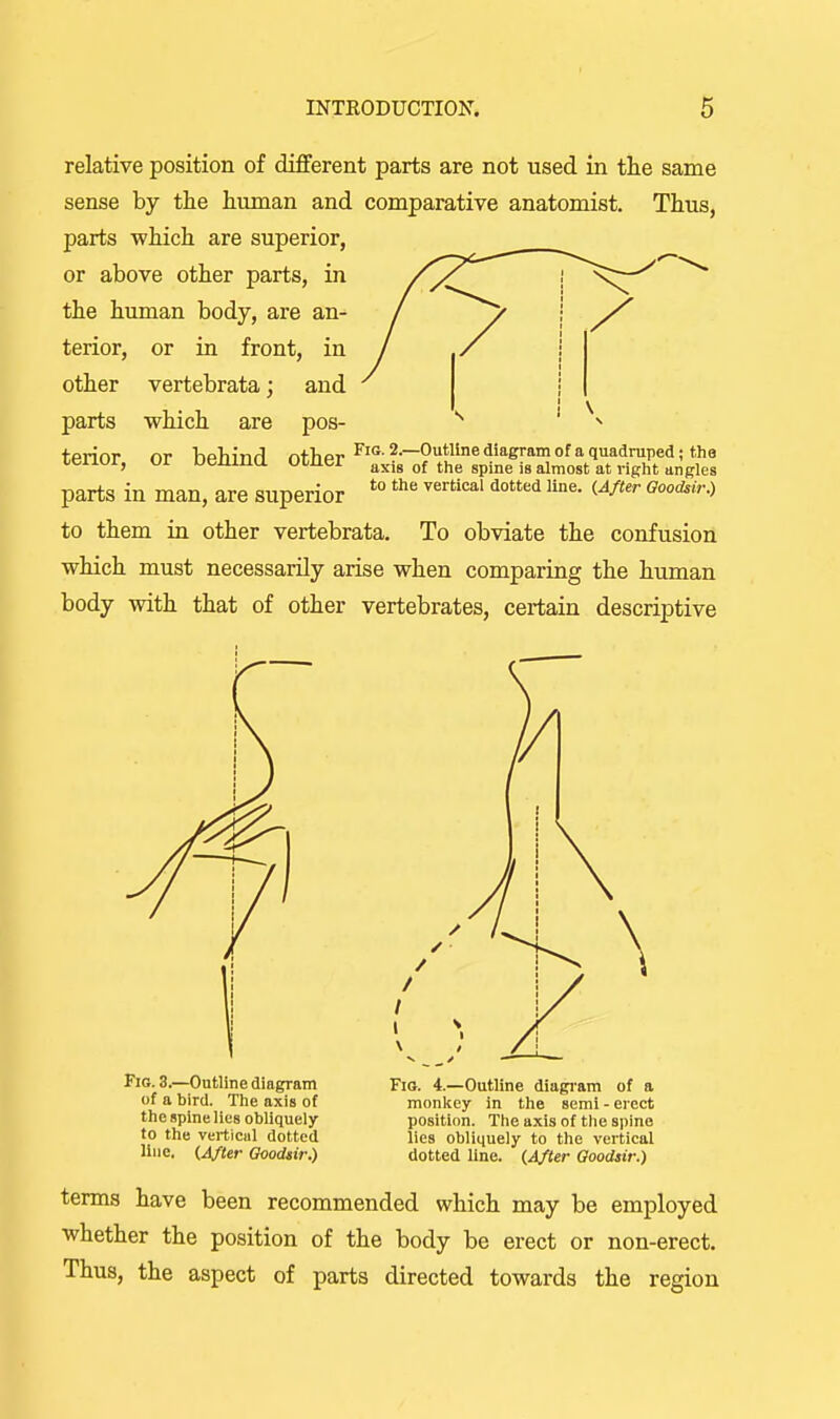 relative position of different parts are not used in the same sense by the human and comparative anatomist. Thus, parts which are superior, or above other parts, in the human body, are an- terior, or in front, in vertebrata; and which are pos- other parts terior. nr hpTiinrI n+lior ^•~OutUne diagram of a quadruped ; the ui UBiUUU ui/iiei axis of the spine is almost at right angles parts in man, are superior *° ^^^ ^'^'''■^ ^''^ ^'^''■■^ to them in other vertebrata. To obviate the confusion which must necessarily arise when comparing the human body with that of other vertebrates, certain descriptive Fig. 3.—Outline diagram of a bird. The axis of the spine lies obliquely to the vertical dotted line. (After Goodsir.) Fig. 4.—Outline diagi-am of a monlicy in the semi - erect position. The axis of the spine lies obliquely to the vertical dotted line. (After Goodsir.) terms have been recommended which may be employed whether the position of the body be erect or non-erect. Thus, the aspect of parts directed towards the region