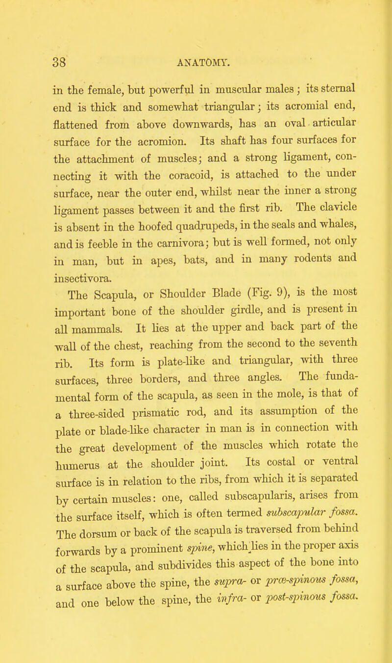 in the female, but powerful in muscular males ; its sternal end is thick and somewhat triangular; its acromial end, flattened from above downwards, has an oval articular surface for the acromion. Its shaft has four surfaces for the attachment of muscles; and a strong ligament, con- necting it with the coracoid, is attached to the under surface, near the outer end, whilst near the inner a strong ligament passes between it and the first rib. The clavicle is absent in the hoofed quadrupeds, in the seals and whales, and is feeble in the carnivora; but is well formed, not only in man, but in apes, bats, and in many rodents and insectivora. The Scapula, or Shoulder Blade (Fig. 9), is the most important bone of the shoulder girdle, and is present in all mammals. It lies at the upper and back part of the wall of the chest, reaching from the second to the seventh rib. Its form is plate-like and triangular, with three surfaces, three borders, and three angles. The funda- mental form of the scapula, as seen in the mole, is that of a three-sided prismatic rod, and its assumption of the plate or blade-like character in man is in connection with the great development of the muscles which rotate the humerus at the shoulder joint. Its costal or ventral surface is in relation to the ribs, from which it is separated by certain muscles: one, caUed subscapularis, arises from the surface itself, which is often termed subscapular fossa. The dorsum or back of the scapula is traversed from behind forwards by a prominent spine, which^lies in the proper axis of the scapula, and subdivides this aspect of the bone into a surface above the spine, the supror or prm-sjnnoits fossa, and one below the spine, the infra- or post-sjmiotcs fossa.