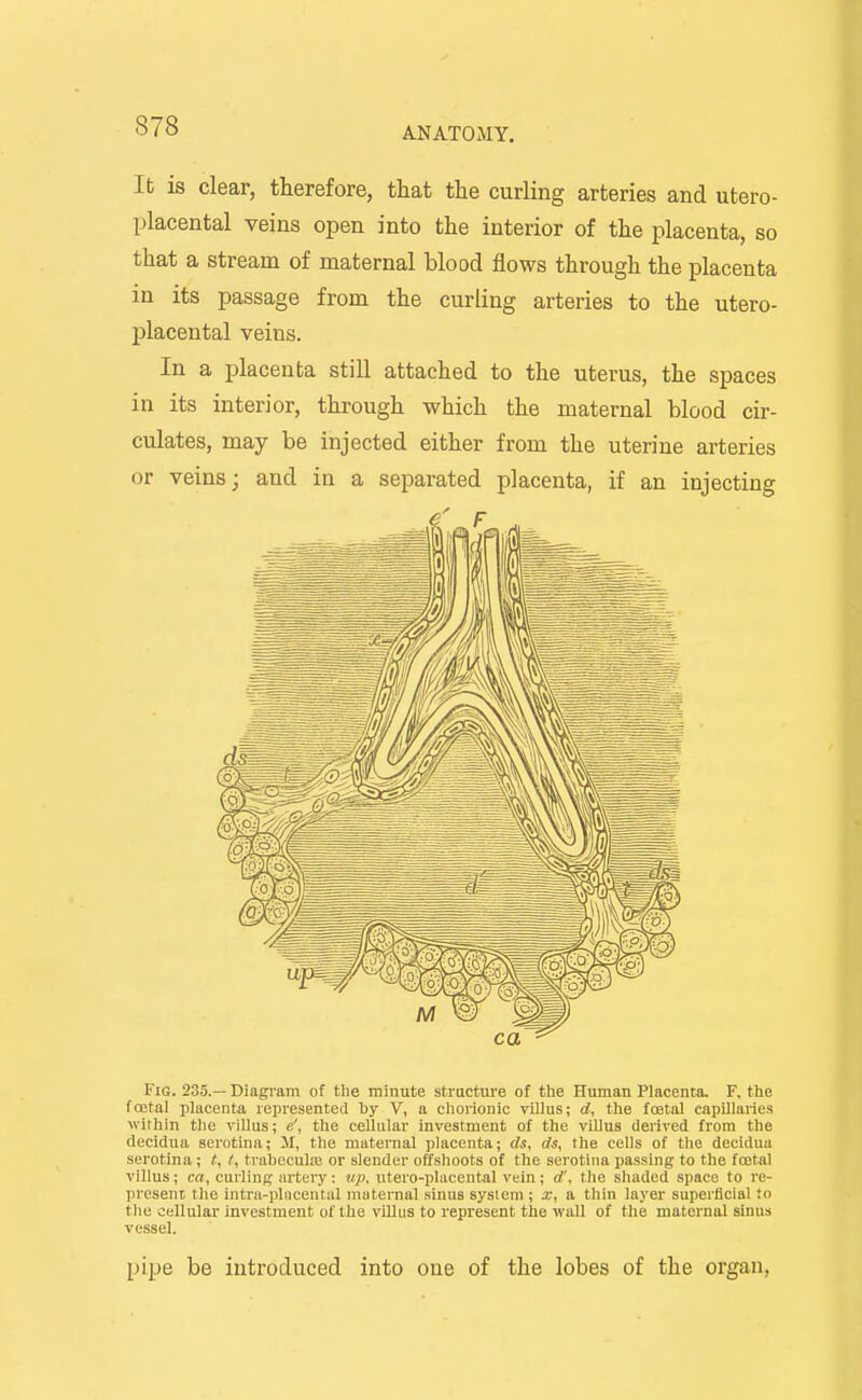 Ifc is clear, therefore, that the curling arteries and utero- placental veins open into the interior of the placenta, so that a stream of maternal blood flows through the placenta in its passage from the curling arteries to the utero- placental veins. In a placenta still attached to the uterus, the spaces in its interior, through which the maternal blood cir- culates, may be injected either from the uterine arteries or veins; and in a separated placenta, if an injecting Fig. 235.—Diagram of the minute structure of ttie Human Placenta. F, tlie fcetal placenta represented by V, a chorionic villus; rf, the foetal capillaries within the villus; e', the cellular investment of the villus derived from the decidua serotina; M, the maternal placenta; ds, ds, the cells of tlie decidua serotina ; /, t, trabecula; or slender offshoots of the serotina passing to the foetal villus; c«, curling artery: up, utero-placental vein; d'. the shaded space to re- present the intra-pliicental maternal sinus system ; x, a thin layer superficial to the cellular investment of the villus to represent tlie wall of the maternal sinus vessel. pipe be introduced into one of the lobes of the organ,