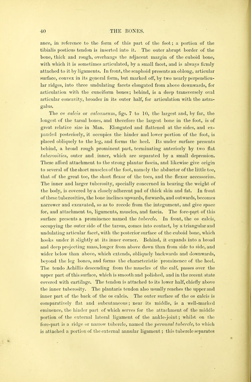ance, in reference to the form of tliis part of the foot; a portion of the tibialis posticus tendon is inserted into it. The outer abrupt border of the bone, thick and rough, overhangs the adjacent margin of the cuboid bone, with which it is sometimes articulated, by a small facet, and is always firmly attached to it by ligaments. In front, the scaphoid presents an oblong, articular surface, convex in its general form, but marked off, by two nearly perpendicu- lar ridges, into three imdulating facets elongated from above downwards, for articulation with the cuneiform bones; behind, is a deep transversely oval articular concavity, broader in its outer half, for articulation with the astra- galus. The OS calcis or caloaneum, figs. 7 to 10, the largest and, by far, the longest of the tarsal bones, and therefore the largest bone in the foot, is of great relative size in Man. Elongated and flattened at the sides, and ex- panded posteriorly, it occupies the hinder and lower portion of the foot, is placed obliquely to the leg, and forms the heel. Its vmder surface presents behind, a broad rough prominent part, terminating anteriorly by two flat tuberosities, outer and. inner, which are separated by a small depression. These afford attachment to the strong plantar fascia, and likewise give origin to several of the short muscles of the foot, namely the abductor of the little toe, that of the great toe, the short flexor of the toes, and the flexor accessorius. The inner and larger tuberosity, specially concerned in bearing the weight of the body, is covered by a closely adherent pad of thick skin and fat. In front of these tuberosities, the bone inclines upwards, forwards, and outwards, becomes narrower and excavated, so as to recede from the integument, and give space for, and attachment to, ligaments, muscles, and fascia. The fore-part of this surface presents a prominence named the tubercle. In front, the os calcis, occupying the outer side of the tarsus, comes into contact, by a triangular and undulating articular facet, with the posterior surface of the cuboid bone, which hooks imder it slightly at its inner corner. Behind, it expands into a broad and deep projecting mass, longer from above down than from side to side, and wider below than above, which extends, obliquely backwards and downwards, beyond the leg bones, and forms the characteristic prominence of the heel. The tendo Achillis descending from the muscles of the calf, passes over the Tipper part of this surface, which is smooth and polished, and in the recent state covered with cartilage. The tendon is attached to its lower half, chiefly above the inner tuberosity. The plantaris tendon also usually reaches the upper and inner part of the back of the os calcis. The outer surface of the os calcis is comparatively flat and subcutaneous; near its middle, is a well-marked eminence, the hinder part of which serves for the attachment of the middle portion of the external lateral ligament of the ankle-joint; whilst on the fore-part is a ridge or narrow tubercle, named the peroneal tubercle, to which is attached a portion of the external annular ligament; this tubercle separates