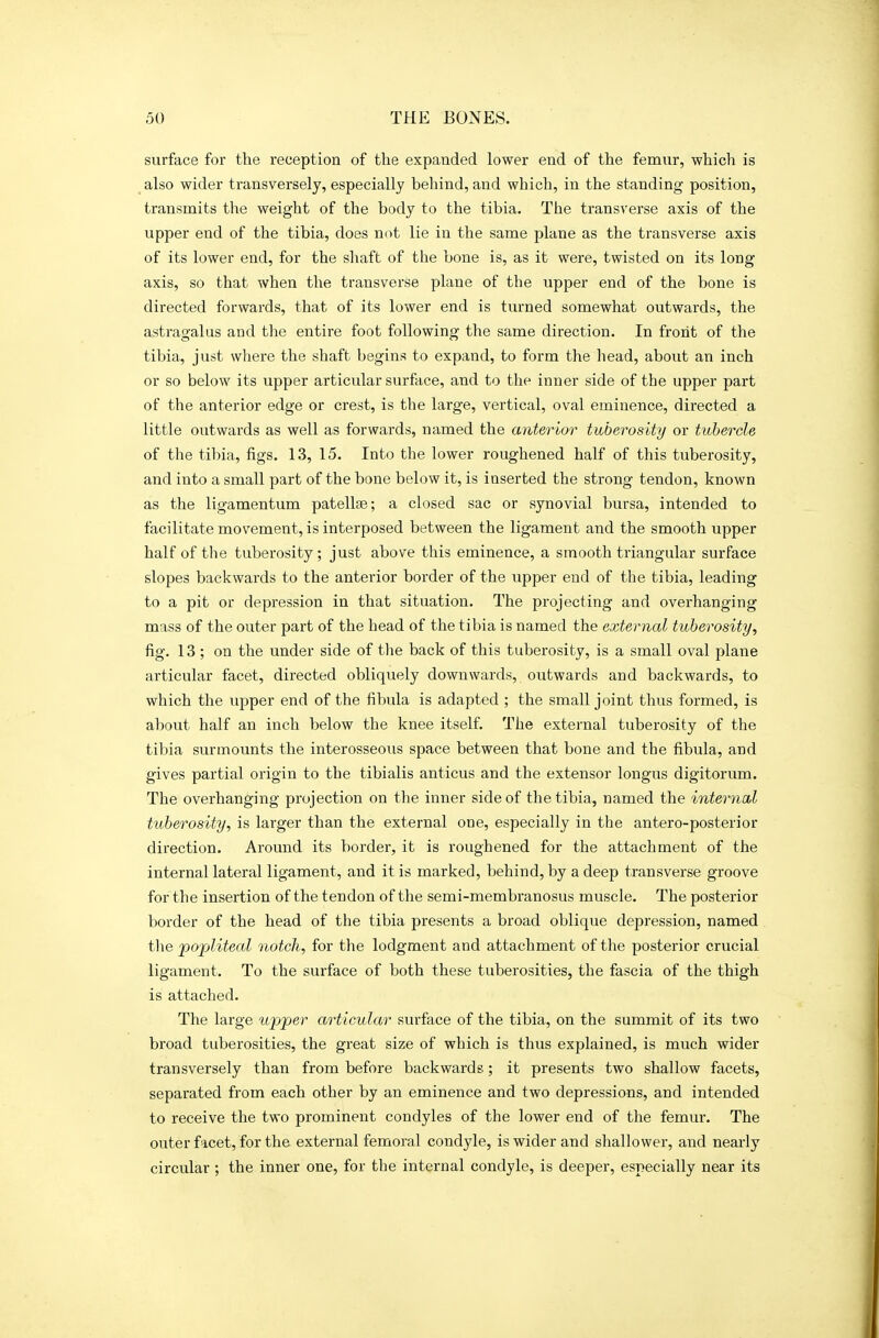 surface for the reception of the expanded lower end of the femur, which is also wider transversely, especially behind, and which, in the standing position, transmits the weight of the body to the tibia. The transverse axis of the upper end of the tibia, does not lie in the same plane as the transverse axis of its lower end, for the shaft of the bone is, as it were, twisted on its long axis, so that when the transverse plane of the upper end of the bone is directed forwards, that of its lower end is turned somewhat outwards, the astragalus and the entire foot following the same direction. In front of the tibia, just where the shaft begins to expand, to form the head, about an inch or so below its upper articular surface, and to the inner side of the upper part of the anterior edge or crest, is the large, vertical, oval eminence, directed a little outwards as well as forwards, named the anterior tuberosity or tubercle of the tibia, figs. 13, 15. Into the lower roughened half of this tuberosity, and into a small part of the bone below it, is inserted the strong tendon, known as the ligamentum patellae; a closed sac or synovial bursa, intended to facilitate movement, is interposed between the ligament and the smooth upper half of the tuberosity; just above this eminence, a smooth triangular surface slopes backwards to the anterior border of the upper end of the tibia, leading to a pit or depression in that situation. The projecting and overhanging mass of the outer part of the head of the tibia is named the external tuberosity, fig. 13 ; on the under side of the back of this tuberosity, is a small oval plane articular facet, directed obliquely downwards, outwards and backwards, to which the upper end of the fibula is adapted ; the small joint thus formed, is about half an inch below the knee itself. The external tuberosity of the tibia surmounts the interosseous space between that bone and the fibula, and gives partial origin to the tibialis anticus and the extensor longus digitorum. The overhanging projection on the inner side of the tibia, named the internal tuberosity, is larger than the external one, especially in the antero-posterior direction. Around its border, it is roughened for the attachment of the internal lateral ligament, and it is marked, behind, by a deep transverse groove for the insertion of the tendon of the semi-membranosus muscle. The posterior border of the head of the tibia presents a broad oblique depression, named the popliteal notch, for the lodgment and attachment of the posterior crucial ligament. To the surface of both these tuberosities, the fascia of the thigh is attached. The large upper articular surface of the tibia, on the summit of its two broad tuberosities, the great size of which is thus explained, is much wider transversely than from before backwards; it presents two shallow facets, separated from each other by an eminence and two depressions, and intended to receive the two prominent condyles of the lower end of the femur. The outer facet, for the external femoral condyle, is wider and shallower, and nearly circular; the inner one, for the internal condyle, is deeper, especially near its