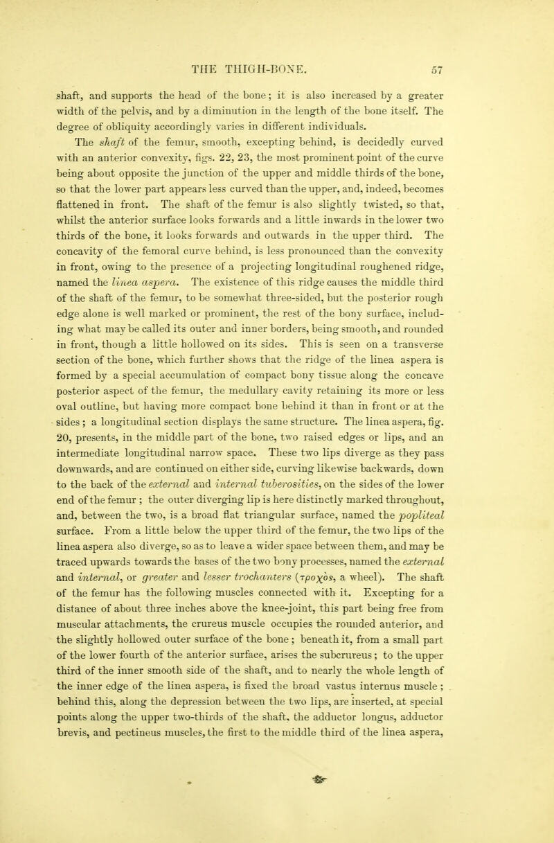 shaft, and supports the head of the bone; it is also increased by a greater width of the pelvis, and by a diminution in the length of the bone itself. The degree of obliquity accordingly varies in different individuals. The shaft of the femur, smooth, excepting behind, is decidedly curved with an anterior convexity, figs. 22, 23, the most prominent point of the curve being about opposite the junction of the upper and middle thirds of the bone, so that the lower part appears less curved than the upper, and, indeed, becomes flattened in front. The shaft of the femm is also slightly twisted, so that, whilst the anterior surface looks forwards and a little inwards in the lower two thirds of the bone, it looks forwards and outwards in the upper third. The concavity of the femoral curve behind, is less pronounced than the convexity in front, owing to the presence of a projecting longitudinal roughened ridge, named the linea aspera. The existence of this ridge causes the middle third of the shaft of the femm*, to be somewliat three-sided, but the posterior rough edge alone is well marked or prominent, the rest of the bony surface, includ- ing what may be called its outer and inner borders, being smooth, and rounded in front, though a little hollowed on its sides. This is seen on a transverse section of the bone, which further shows that tlie ridge of the linea aspera is formed by a special accumulation of compact bony tissue along the concave pobterior aspect of the femur, the medullary cavity retaining its more or less oval outline, but having more compact bone behind it than in front or at the sides; a longitudinal section displays the same structure. The linea aspera, fig. 20, presents, in the middle part of the bone, two raised edges or lips, and an intermediate longitudinal narrow space. These two lips diverge as they pass downwards, and are continued on either side, cur\'ing likewise backwards, down to the back of the external and interned tuberosities, on. the sides of the lower end of the femur ; the outer diverging lip is here distinctly marked throughout, and, between the two, is a broad flat triangular surface, named the pojjliteal surface. From a little below the upper third of the femur, the two lips of the linea aspera also diverge, so as to leave a wider space between them, and may be traced upwards towards the bases of the two bony processes, named the external and internal, or greater and lesser trochanters {rpoyos, a wheel). The shaft of the femur has the following muscles connected with it. Excepting for a distance of about three inches above the knee-joint, this part being free from muscular attachments, the crureus muscle occupies the rounded anterior, and the slightly hollowed outer surface of the bone ; beneath it, from a small part of the lower fourth of the anterior surface, arises the subcrureus; to the upper third of the inner smooth side of the shaft, and to nearly the whole length of the inner edge of the linea aspera, is fixed the broad vastus internus muscle; behind this, along the depression between the two lips, are inserted, at special points along the upper two-thirds of the shaft, the adductor longus, adductor brevis, and pectineus muscles, the first to the middle third of the linea aspera,