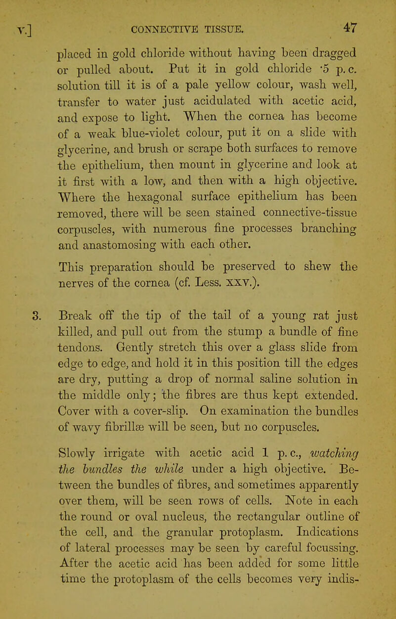 placed in gold chloride without having been dragged or pulled about. Put it in gold chloride '5 p. c. solution till it is of a pale yellow colour, wash well, ti'ansfer to water just acidulated with acetic acid, and expose to light. When the cornea has become of a weak blue-violet colour, put it on a slide with glycerine, and brush or scrape both surfaces to remove the epithelium, then mount in glycerine and look at it first with a low, and then with a high objective. Where the hexagonal surface epithelium has been removed, there will be seen stained connective-tissue corpuscles, with numerous fine processes branching and anastomosing with each other. This preparation should be preserved to shew the nerves of the cornea (cf. Less. xxv.). Break off the tip of the tail of a young rat just killed, and pull out from the stump a bundle of fine tendons. Gently stretch this over a glass slide from edge to edge, and hold it in this position till the edges are dry, putting a drop of normal saline solution in the middle only; the fibres are thus kept extended. Cover with a cover-slip. On examination the bundles of wavy fibrillse will be seen, but no corpuscles. Slowly irrigate with acetic acid 1 p. c, watching the bundles the while under a high objective. Be- tween the bundles of fibres, and sometimes apparently over them, will be seen rows of cells. Note in each the round or oval nucleus, the rectangular outline of the cell, and the granular protoplasm. Indications of lateral processes may be seen by careful focussing. After the acetic acid has been added for some little time the protoplasm of the cells becomes very indis-