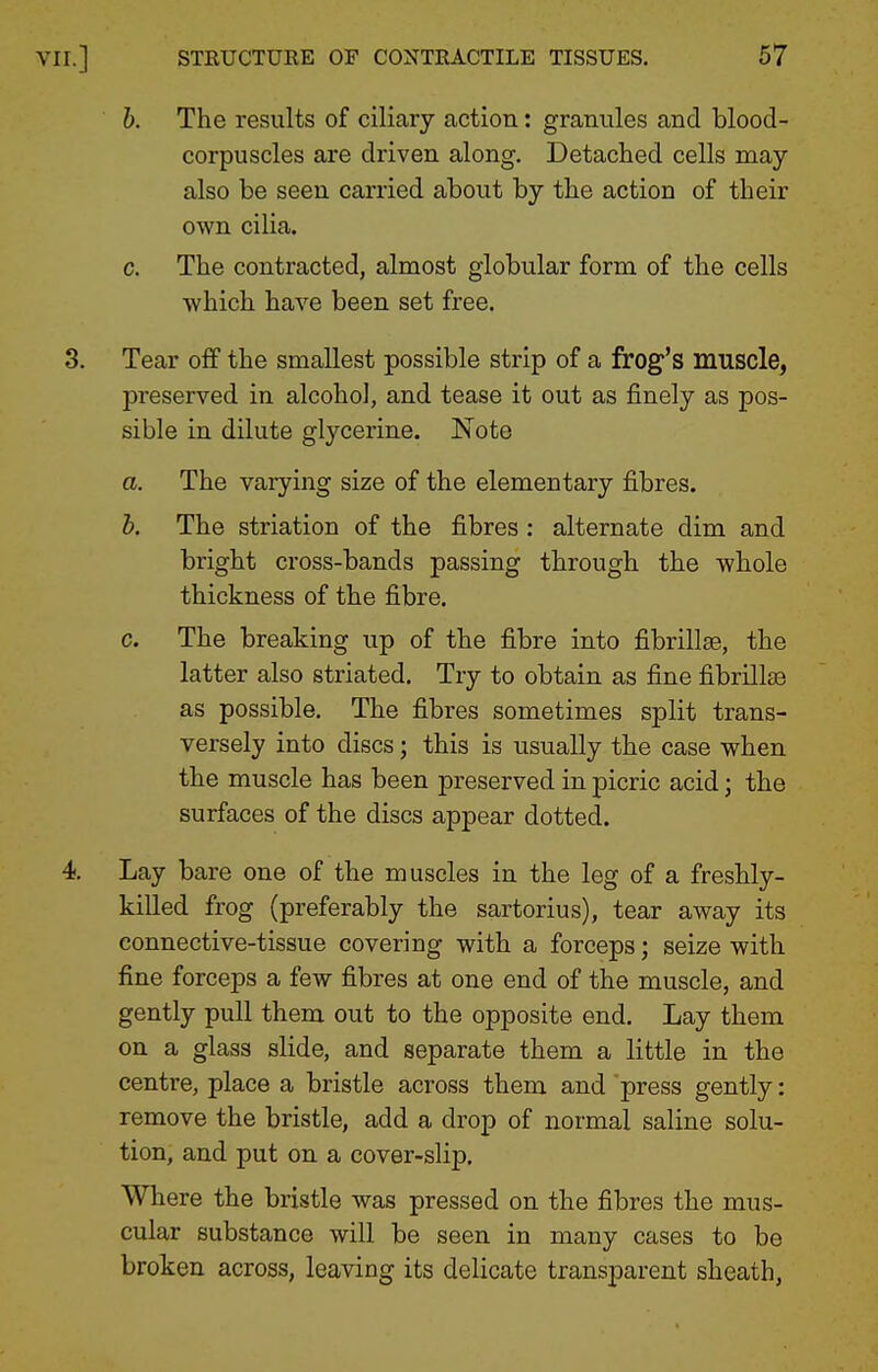 b. The results of ciliary action: granules and blood- corpuscles are driven along. Detached cells may also be seen carried about by the action of their own cilia. c. The contracted, almost globular form of the cells which have been set free. 3. Tear off the smallest possible strip of a frog's muscle, preserved in alcohol, and tease it out as finely as pos- sible in dilute glycerine. Note a. The varying size of the elementary fibres. b. The striation of the fibres : alternate dim and bright cross-bands passing through the whole thickness of the fibre. c. The breaking up of the fibre into fibrillse, the latter also striated. Try to obtain as fine fibrillte as possible. The fibres sometimes split trans- versely into discs; this is usually the case when the muscle has been preserved in picric acid; the surfaces of the discs appear dotted. 4. Lay bare one of the muscles in the leg of a freshly- killed frog {preferably the sartorius), tear away its connective-tissue covering with a forceps; seize with fine forceps a few fibres at one end of the muscle, and gently pull them out to the opposite end. Lay them on a glass slide, and separate them a little in the centre, place a bristle across them and press gently: remove the bristle, add a drop of normal saline solu- tion, and put on a cover-slip. Where the bristle was pressed on the fibres the mus- cular substance will be seen in many cases to be broken across, leaving its delicate transparent sheath,