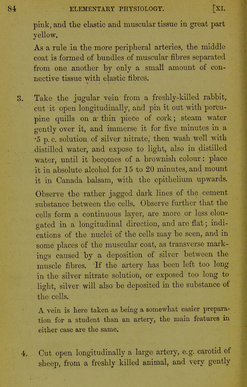 pink, and the elastic and muscular tissue in great part yellow. As a rule in the more peripheral arteries, the middle coat is formed of bundles of muscular fibres separated from one another by only a small amount of con- nective tissue with elastic fibres. Take the jugular vein from a freshly-killed rabbit, cut it open longitudinally, and pin it out with porcu- pine quills on a- thin piece of cork; steam water gently over it, and immerse it for five minutes in a •5 p. c. solution of silver nitrate, then wash well with distilled water, and expose to light, also in distilled water, until it becomes of a brownish colour: place it in absolute alcohol for 15 to 20 minutes, and mount it in Canada balsam, with the epithelium upwards. Observe the rather jagged dark lines of the cement substance between the cells. Observe further that the cells form a continuous layer, are more or less elon- gated in a longitudinal direction, and are flat; indi- cations of the nuclei of the cells may be seen, and in, some places of the muscular coat, as transverse mark- ings caused by a deposition of silver between the muscle fibres. If the artery has been left too long in the silver nitrate solution, or exposed too long to light, silver will also be deposited in the substance of the cells. A vein is here taken as being a somewhat easier prepara- tion for a student than an artery, the main features in either case are the same. Cut open longitudinally a large arteiy, e.g. carotid of sheep, from a freshly killed animal, and very gently
