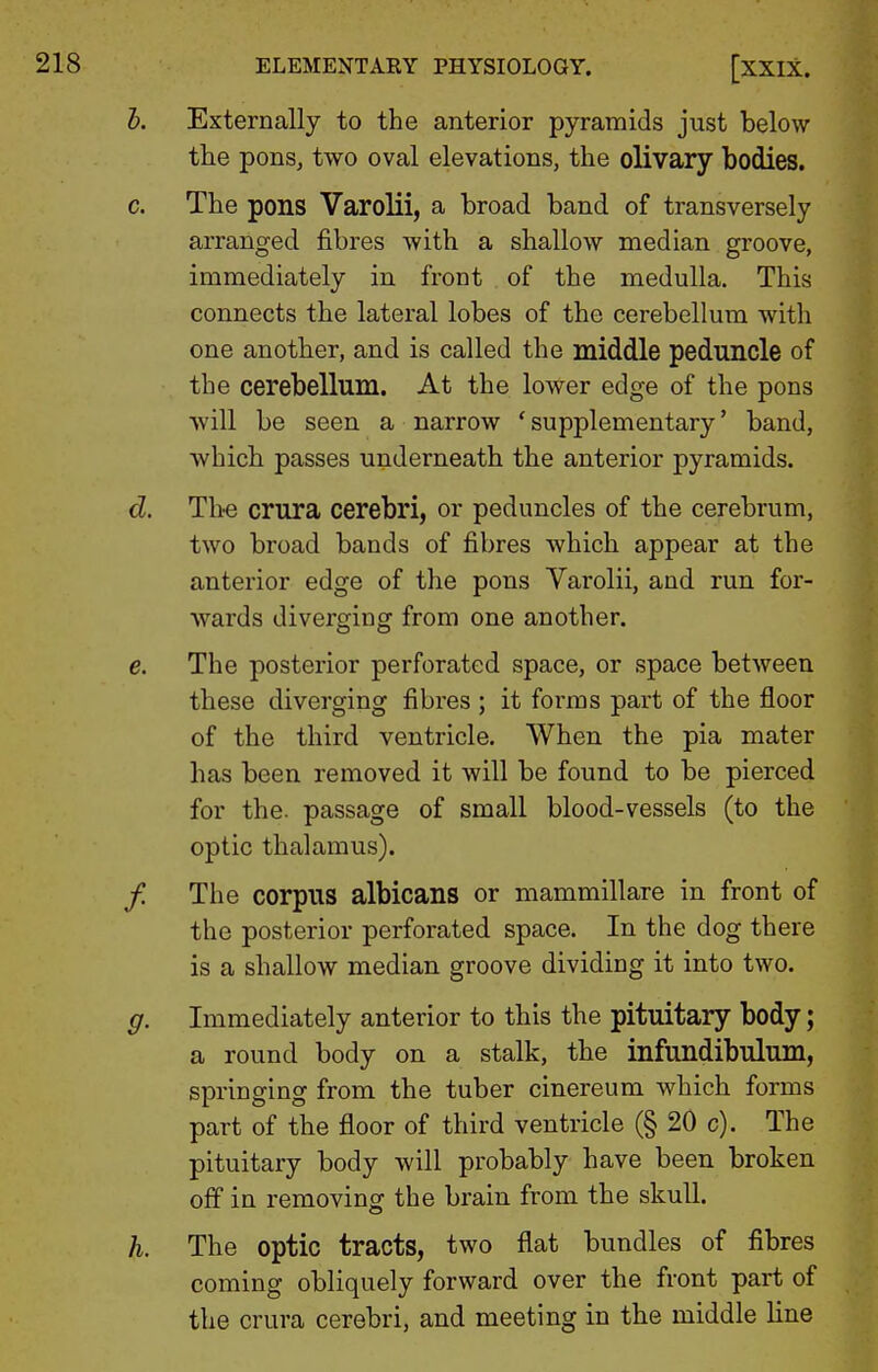 1). Externally to the anterior pyramids just below the pons, two oval elevations, the olivary bodies. c. The pons Varolii, a broad band of transversely arranged fibres with a shallow median groove, immediately in front of the medulla. This connects the lateral lobes of the cerebellum with one another, and is called the middle peduncle of the cerebellum. At the lower edge of the pons will be seen a narrow ' supplementary' band, which passes underneath the anterior pyramids. d. Th'C crura cerebri, or peduncles of the cerebrum, two broad bands of fibres which appear at the anterior edge of the pons Varolii, and run for- wards diverging from one another. e. The posterior perforated space, or space between these diverging fibres ; it forms part of the floor of the third ventricle. When the pia mater has been removed it will be found to be pierced for the. passage of small blood-vessels (to the optic thalamus). / The corpus albicans or mammillare in front of the posterior perforated space. In the dog there is a shallow median groove dividing it into two. g. Immediately anterior to this the pituitary body; a round body on a stalk, the infundibulum, springing from the tuber cinereum which forms part of the floor of third ventricle (§ 20 c). The pituitary body will probably have been broken olf in removing the brain from the skull. h. The optic tracts, two flat bundles of fibres coming obliquely forward over the front part of the crura cerebri, and meeting in the middle line