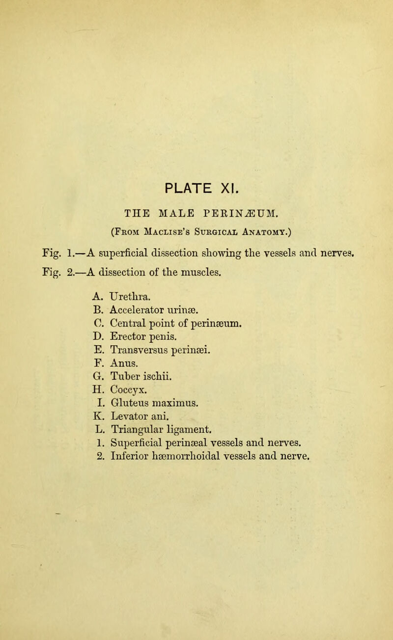 PLATE XI. THE MALE PERINEUM. (From Maclise’s Surgical Anatomy.) Fig. 1.—A superficial dissection showing the vessels and nerves. Fig. 2.—A dissection of the muscles. A. Urethra. B. Accelerator urinse. 0. Central point of perinseum. D. Erector penis. E. Transversus perincei. F. Anus. G. Tuber ischii. H. Coccyx. 1. Gluteus maxim us. K. Levator ani. L. Triangular ligament. 1. Superficial perinseal vessels and nerves.