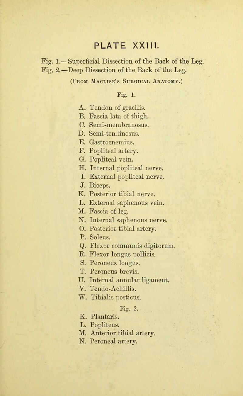 OQ* Oq‘ . 1.—Superficial Dissection of the Back of the Leg. . 2.—Deep Dissection of the Back of the Leg. (From Maclise’s Surgical Anatomy.) Fig. 1. A. Tendon of gracilis. B. Fascia lata of thigh. C. Semi-membranosus. D. Semi-tendinosus. E. Gastrocnemius. F. Popliteal artery. G. Popliteal vein. H. Internal popliteal nerve. I. External popliteal nerve. J. Biceps. K. Posterior tibial nerve. L. External saphenous vein. M. Fascia of leg. N. Internal saphenous nerve. O. Posterior tibial artery. P. Soleus. Q. Flexor communis digitorum. It. Flexor longus pollicis. S. Peroneus longus. T. Peroneus brevis. U. Internal annular ligament. V. Tendo-Achillis. W. Tibialis posticus. Fig. 2. K. Plantaris. L. Popliteus. M. Anterior tibial artery. N. Peroneal artery.