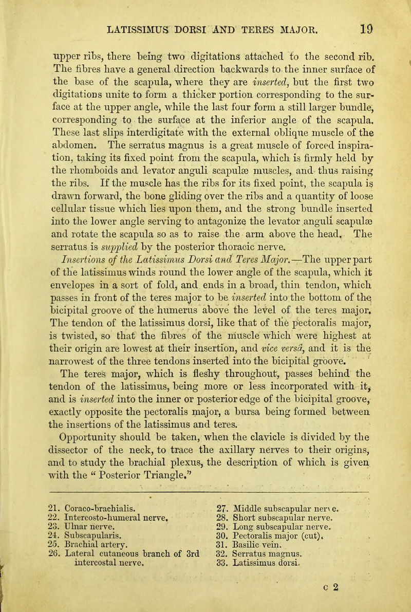 upper ribs, there being two digitations attached to the second rib. The fibres have a general direction backwards to the inner surface of the base of the scapula, where they are inserted, but the first two digitations unite to form a thicker portion corresponding to the sur- face at the upper angle, while the last four form a still larger bundle, corresponding to the surface at the inferior angle of the scapula. These last slips interdigitate with the external oblique muscle of the abdomen. The serratus magnus is a great muscle of forced inspira- tion, taking its fixed point from the scapula, which is firmly held by the rhomboids and levator anguli scapulae muscles, and thus raising the ribs. If the muscle has the ribs for its fixed point, the scapula is drawn forward, the bone gliding over the ribs and a quantity of loose cellular tissue which lies upon them, and the strong bundle inserted into the lower angle serving to antagonize the levator anguli scapulae and rotate the scapula so as to raise the arm above the head. The serratus is supplied by the posterior thoracic nerve. Insertions of the Latissimus Dor si and Teres Major.—The upper part of the latissimus winds round the lower angle of the scapula, which it envelopes in a sort of fold, and ends in a broad, thin tendon, which passes in front of the teres major to be inserted into the bottom of th-ei bicipital groove of the humerus above the level of the teres major. The tendon of the latissimus dorsi, like that of the pectoralis major, is twisted, so that the fibres of the muscle which were highest at their origin are lowest at their insertion, and vice versa, and it is the narrowest of the three tendons inserted into the bicipital groove. The teres major, which is fleshy throughout, passes behind the tendon of the latissimus, being more or less incorporated with it* and is inserted into the inner or posterior edge of the bicipital groove, exactly opposite the pectoralis major, a bursa being formed between the insertions of the latissimus and teres. Opportunity should be taken, when the clavicle is divided by the dissector of the neck, to trace the axillary nerves to their origins, and to study the brachial plexus, the description of which is given with the “ Posterior Triangle.” 21. Coraco-brachialis. 27. Middle subscapular ner\ e. 22. Intercosto-humeral nerve, 28. Short subscapular nerve. 23. Ulnar nerve. 29. Long subscapular nerve. 24. Subscapularis. 30. Pectoralis major (cut), 25. Brachial artery. 31. Basilic vein. 26. Lateral cutaneous branch of 3rd 32. Serratus magnus. intercostal nerve. 33. Latissimus dorsi.