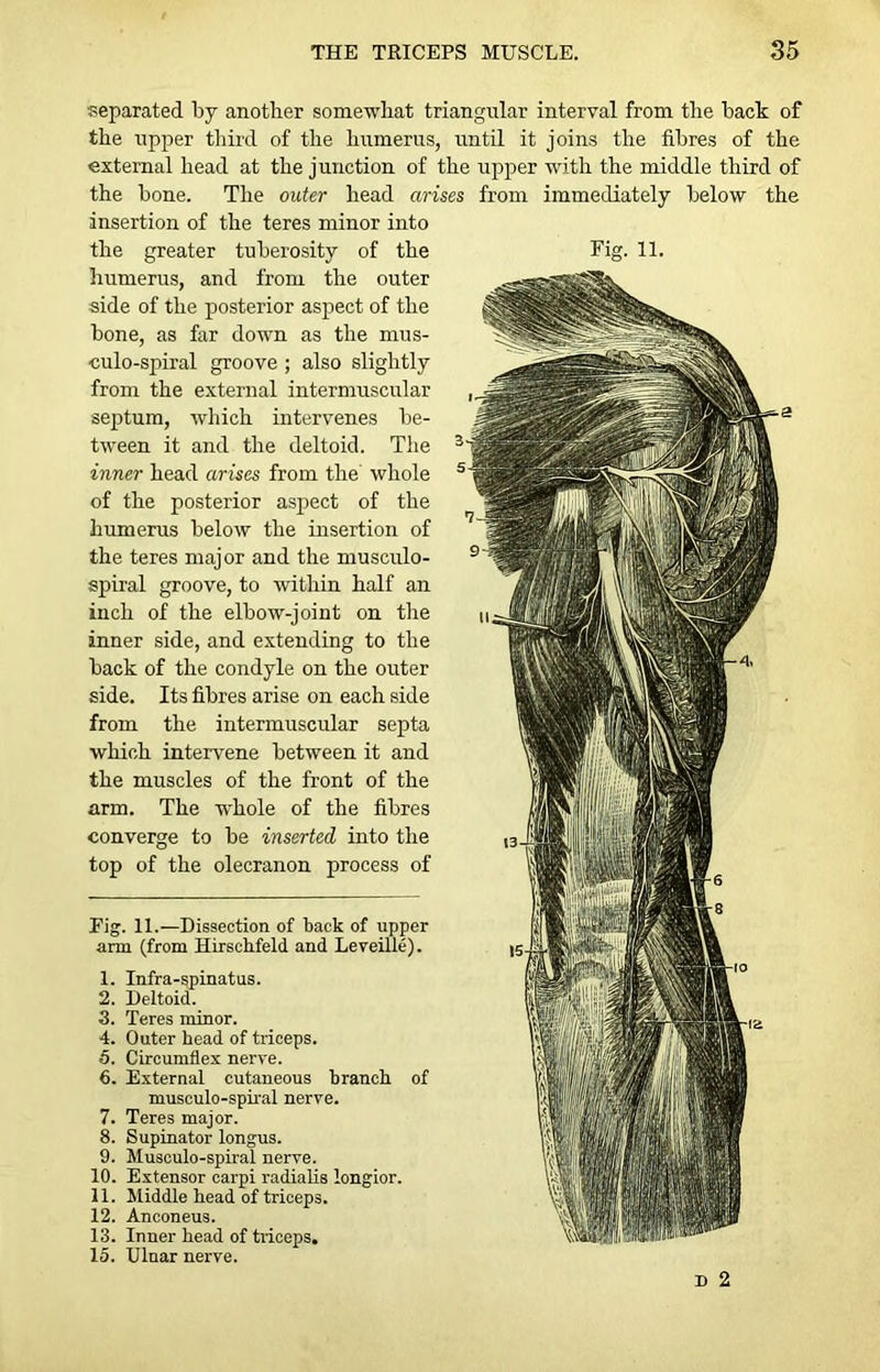 separated by another somewhat triangular interval from the back of the upper third of the humerus, until it joins the fibres of the external head at the junction of the upper with the middle third of the bone. The outer head arises from immediately below the insertion of the teres minor into the greater tuberosity of the humerus, and from the outer side of the posterior aspect of the bone, as far down as the mus- culo-spiral groove; also slightly from the external intermuscular septum, which intervenes be- tween it and the deltoid. The inner head arises from the whole of the posterior aspect of the humerus below the insertion of the teres major and the musculo- spiral groove, to within half an inch of the elbow-joint on the inner side, and extending to the back of the condyle on the outer side. Its fibres arise on each side from the intermuscular septa which intervene between it and the muscles of the front of the arm. The whole of the fibres converge to be inserted into the top of the olecranon process of Fig. 11.—Dissection of back of upper arm (from Hirscbfeld and Leveille). 1. Infra-spinatus. 2. Deltoid. 3. Teres minor. 4. Outer head of triceps. 5. Circumflex nerve. 6. External cutaneous branch of musculo-spiral nerve. 7. Teres major. 8. Supinator longus. 9. Musculo-spiral nerve. 10. Extensor carpi radialis longior. 11. Middle head of triceps. 12. Anconeus. 13. Inner head of triceps. 15. Ulnar nerve. D 2 Fig. 11.