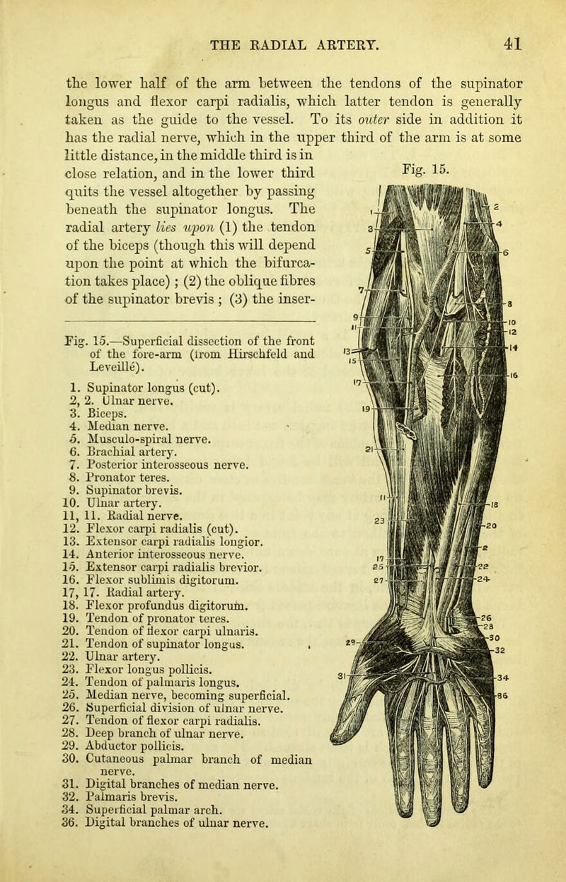 tlie lower half of the arm between the tendons of the supinator longus and flexor carpi radialis, which latter tendon is generally- taken as the guide to the vessel. To its outer side in addition it has the radial nerve, which in the upper third of the arm is at some little distance, in the middle third is in close relation, and in the lower third quits the vessel altogether by passing beneath the supinator longus. The radial artery lies upon (1) the tendon of the biceps (though this will depend upon the point at which the bifurca- tion takes place); (2) the oblique fibres of the supinator brevis ; (3) the inser- Fig. 15.—Superficial dissection of the front of the fore-arm (lrom Hirsehfeld and Leveille). 1. Supinator longus (cut). 2,2. Ulnar nerve. 3. Biceps. 4. Median nerve. 5. Musculo-spiral nerve. 6. Brachial artery. 7. Posterior interosseous nerve. 8. Pronator teres. 9. Supinator brevis. 10. Ulnar artery. 11. 11. Radial nerve. 12. Flexor carpi radialis (cut). 13. Extensor carpi radialis longior. 14. Anterior interosseous nerve. 15. Extensor carpi radialis brevior. 16. Flexor sublimis digitorum. 17. 17. Radial artery. 18. Flexor profundus digitorum. 19. Tendon of pronator teres. 20. Tendon of flexor carpi uluaris. 21. Tendon of supinator longus. . 22. Ulnar artery. 23. Flexor longus pollicis. 24. Tendon of palmaris longus. 25. Median nerve, becoming superficial. 26. Superficial division of ulnar nerve. 27. Tendon of flexor carpi radialis. 28. Deep branch of ulnar nerve. 29. Abductor pollicis. 30. Cutaneous palmar branch of median nerve. 31. Digital branches of median nerve. 32. Palmaris brevis. 34. Superficial palmar arch. 36. Digital branches of ulnar nerve.