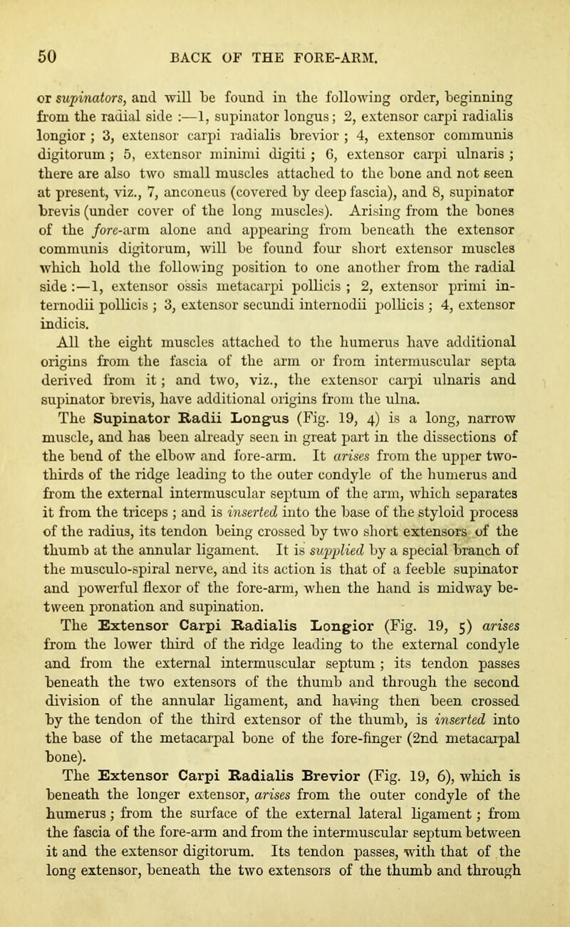 or supinators, and will be found in the following order, beginning bom the radial side :—1, supinator longus; 2, extensor carpi radialis longior ; 3, extensor carpi radialis brevior ; 4, extensor communis digitorum; 5, extensor minimi digiti; 6, extensor carpi ulnaris ; there are also two small muscles attached to the bone and not seen at present, viz., 7, anconeus (covered by deep fascia), and 8, supinator brevis (under cover of the long muscles). Arising from the bones of the fore-arm alone and appearing from beneath the extensor communis digitorum, will be found four short extensor muscles which hold the following position to one another from the radial side 1, extensor ossis metacarpi pollicis ; 2, extensor primi in- ternodii pollicis ; 3, extensor secundi internodii pollicis ; 4, extensor indicis. All the eight muscles attached to the humerus have additional origins from the fascia of the arm or from intermuscular septa derived from it; and two, viz., the extensor carpi idnaris and supinator brevis, have additional origins from the ulna. The Supinator Radii Longus (Fig. 19, 4) is a long, narrow muscle, and has been already seen in great part in the dissections of the bend of the elbow and fore-arm. It arises from the upper two- thirds of the ridge leading to the outer condyle of the humerus and from the external intermuscular septum of the arm, which separates it from the triceps ; and is inserted into the base of the styloid process of the radius, its tendon being crossed by two short extensors of the thumb at the annular ligament. It is supplied by a special branch of the musculo-spiral nerve, and its action is that of a feeble supinator and powerful flexor of the fore-arm, when the hand is midway be- tween pronation and supination. The Extensor Carpi Radialis Longior (Fig. 19, 5) arises from the lower third of the ridge leading to the external condyle and from the external intermuscular septum ; its tendon passes beneath the two extensors of the thumb and through the second division of the annular ligament, and having then been crossed by the tendon of the third extensor of the thumb, is inserted into the base of the metacarpal bone of the fore-finger (2nd metacarpal bone). The Extensor Carpi Radialis Brevior (Fig. 19, 6), which is beneath the longer extensor, arises from the outer condyle of the humerus; from the surface of the external lateral ligament; from the fascia of the fore-arm and from the intermuscular septum between it and the extensor digitorum. Its tendon passes, with that of the long extensor, beneath the two extensors of the thumb and through