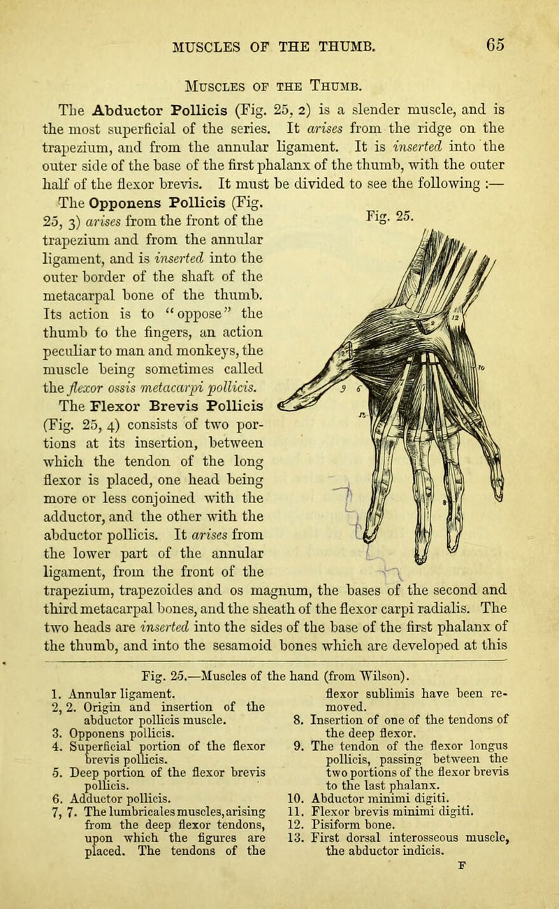 Fig. 25. Muscles of the Thumb. The Abductor Pollicis (Fig. 25. 2) is a slender muscle, and is the most superficial of the series. It arises from the ridge on the trapezium, and from the annular ligament. It is inserted into the outer side of the base of the first phalanx of the thumb, with the outer half of the flexor brevis. It must be divided to see the following :— The Opponens Pollicis (Fig. 25, 3) arises from the front of the trapezium and from the annular ligament, and is inserted into the outer border of the shaft of the metacarpal bone of the thumb. Its action is to “oppose” the thumb to the fingers, an action peculiar to man and monkeys, the muscle being sometimes called the flexor ossis metacarpi pollicis. The Flexor Brevis Pollicis (Fig. 25, 4) consists of two por- tions at its insertion, between which the tendon of the long flexor is placed, one head being more or less conjoined with the adductor, and the other with the abductor pollicis. It arises from the lower part of the annular ligament, from the front of the trapezium, trapezoides and os magnum, the bases of the second and third metacarpal bones, and the sheath of the flexor carpi radialis. The two heads are inserted into the sides of the base of the first phalanx of the thumb, and into the sesamoid bones which are developed at this Fig. 25.—Muscles of the hand (from Vi llson). 1. Annular ligament. 2,2. Origin and insertion of the abductor pollicis muscle. 3. Opponens pollicis. 4. Superficial portion of the flexor brevis pollicis. 5. Deep portion of the flexor brevis pollicis. 6. Adductor pollicis. 7. 7- The lumbricates muscles, arising from the deep flexor tendons, upon which the figures are placed. The tendons of the flexor sublimis have been re- moved. 8. Insertion of one of the tendons of the deep flexor. 9. The tendon of the flexor longus pollicis, passing between the two portions of the flexor brevis to the last phalanx. 10. Abductor minimi digiti. 11. Flexor brevis minimi digiti. 12. Pisiform bone. 13. First dorsal interosseous muscle, the abductor indicis. F