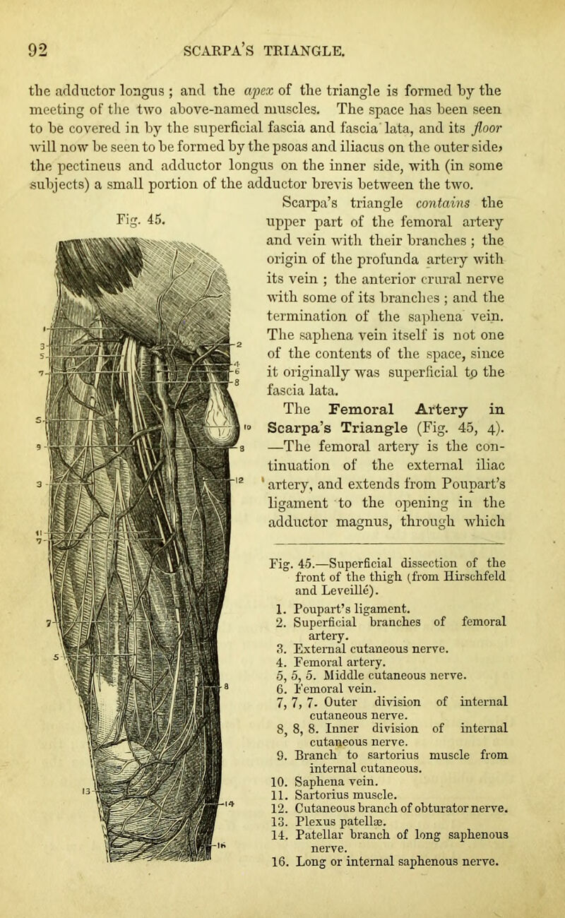 the adductor longus ; and the apex of the triangle is formed by the meeting of the two above-named muscles. The space has been seen to be covered in by the superficial fascia and fascia lata, and its floor will now be seen to be formed by the psoas and iliacus on the outer side? the pectineus and adductor longus on the inner side, with (in some subjects) a small portion of the adductor brevis between the two. Scarpa’s triangle contains the Tig- 45. upper part of the femoral artery and vein with their branches ; the origin of the profunda artery with its vein ; the anterior crural nerve with some of its brandies ; and the termination of the saphena vein. The saphena vein itself is not one of the contents of the space, since it originally was superficial t.o the fascia lata. The Femoral Artery in Scarpa’s Triangle (Fig. 45, 4). —The femoral arteiy is the con- tinuation of the external iliac 1 artery, and extends from Poupart’s ligament to the opening in the adductor magnus, through which Fig. 45.—Superficial dissection of the front of the thigh (from Ilirschfeld and Reveille). 1. Poupart’s ligament. 2. Superficial branches of femoral artery. 3. External cutaneous nerve. 4. Femoral artery. 5. 5, 5. Middle cutaneous nerve. 6. Femoral vein. 7. 7, 7- Outer division of internal cutaneous nerve. 8. 8, 8. Inner division of internal cutaneous nerve. 9. Branch to sartorius muscle from internal cutaneous. 10. Saphena vein. 11. Sartorius muscle. 12. Cutaneous branch of obturator nerve. 13. Plexus patellae. 14. Patellar branch of long saphenous nerve. 16. Long or internal saphenous nerve.