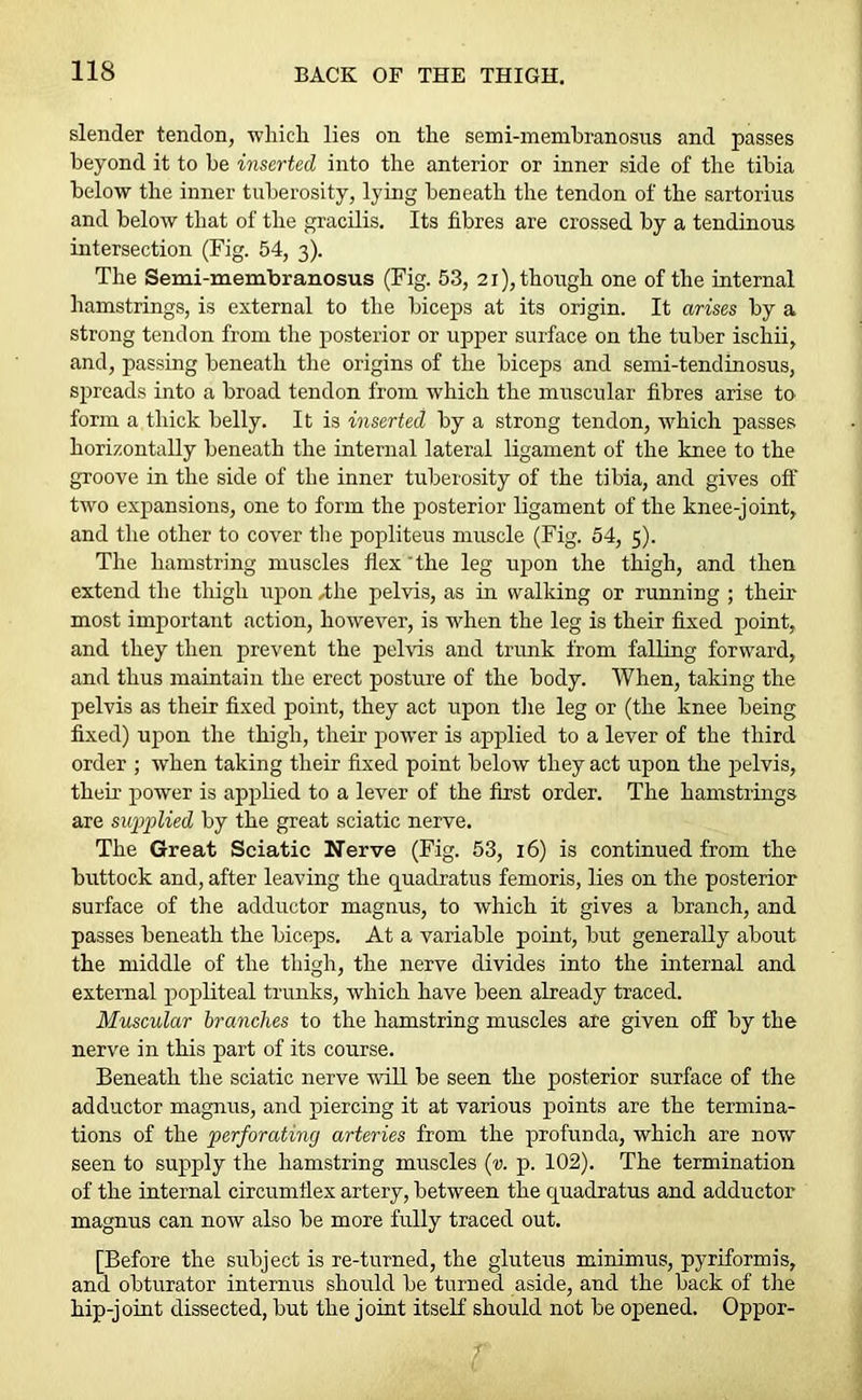 slender tendon, which lies on the semi-memhranosns and passes beyond it to be inserted into the anterior or inner side of the tibia below the inner tuberosity, lying beneath the tendon of the sartorius and below that of the gracilis. Its fibres are crossed by a tendinous intersection (Fig. 54, 3). The Semi-membranosus (Fig. 53, 21), though one of the internal hamstrings, is external to the biceps at its origin. It arises by a strong tendon from the posterior or upper surface on the tuber ischii, and, passing beneath the origins of the biceps and semi-tendinosus, spreads into a broad tendon from which the muscular fibres arise to form a thick belly. It is inserted by a strong tendon, which passes horizontally beneath the internal lateral ligament of the knee to the groove in the side of the inner tuberosity of the tibia, and gives off two expansions, one to form the posterior ligament of the knee-joint, and the other to cover the popliteus muscle (Fig. 54, 5). The hamstring muscles flex'the leg upon the thigh, and then extend the thigh upon 4he pelvis, as in walking or running ; their most important action, however, is when the leg is their fixed point, and they then prevent the pelvis and trunk from falling forward, and thus maintain the erect posture of the body. When, taking the pelvis as their fixed point, they act upon the leg or (the knee being fixed) upon the thigh, their power is applied to a lever of the third order ; when taking their fixed point below they act upon the pelvis, their power is applied to a lever of the first order. The hamstrings are supplied by the great sciatic nerve. The Great Sciatic Nerve (Fig. 53, 16) is continued from the buttock and, after leaving the quadratics femoris, lies on the posterior surface of the adductor magnus, to which it gives a branch, and passes beneath the biceps. At a variable point, but generally about the middle of the thigh, the nerve divides into the internal and external popliteal trunks, which have been already traced. Muscular branches to the hamstring muscles are given off by the nerve in this part of its course. Beneath the sciatic nerve will be seen the posterior surface of the adductor magnus, and piercing it at various points are the termina- tions of the perforating arteries from the profunda, which are now seen to supply the hamstring muscles («. p. 102). The termination of the internal circumflex artery, between the quadratus and adductor magnus can now also be more fully traced out. [Before the subject is re-turned, the gluteus minimus, pyriformis, and obturator internus should be turned aside, and the back of the hip-joint dissected, but the joint itself should not be opened. Oppor-