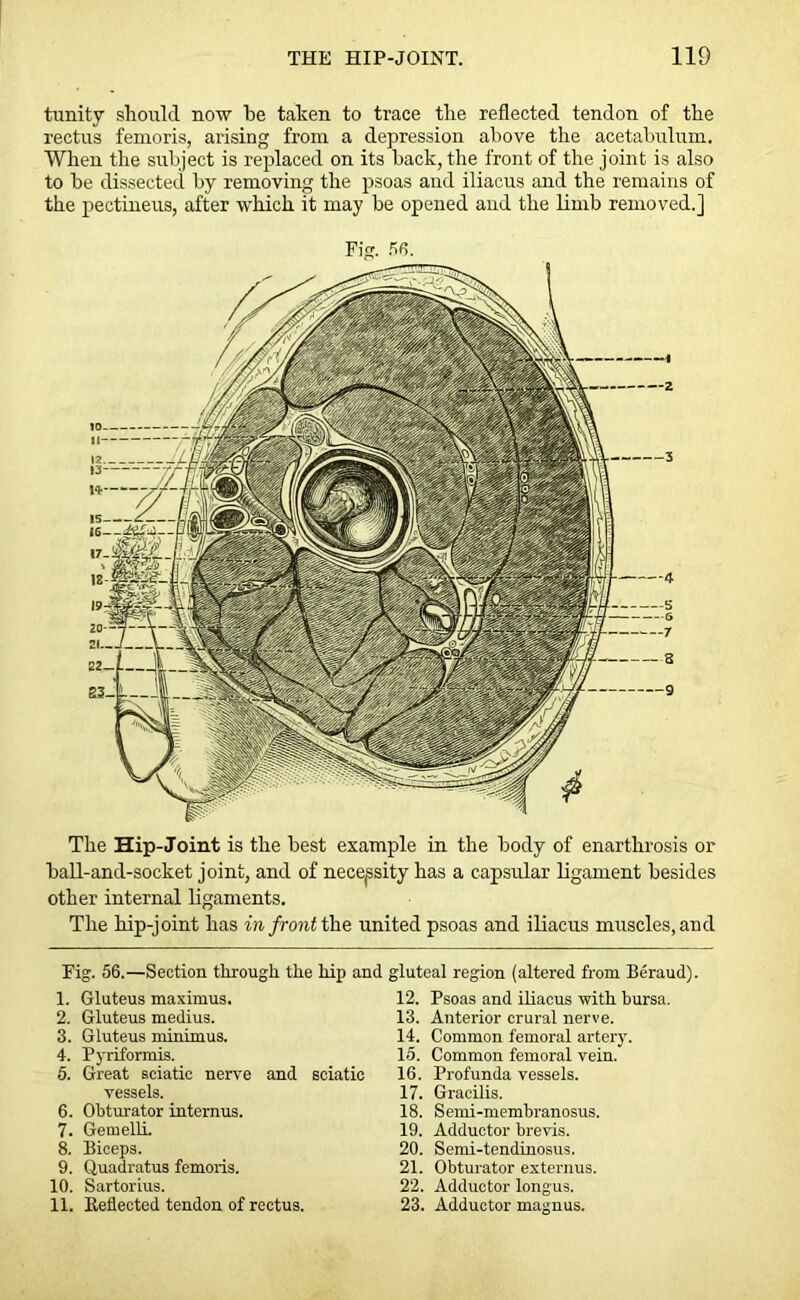 trinity should now be taken to trace the reflected tendon of the rectus fenioris, arising from a depression above the acetabulum. When the subject is replaced on its back, the front of the joint is also to be dissected by removing the psoas and iliacus and the remains of the pectineus, after which it may be opened and the limb removed.] Fig. 56. The Hip-Joint is the best example in the body of enarthrosis or ball-and-socket joint, and of necessity has a capsular ligament besides other internal ligaments. The hip-joint has in front the united psoas and iliacus muscles, and Fig. 56.—Section through the hip and gluteal region (altered from Beraud) 1. Gluteus maximus. 2. Gluteus medius. 3. Gluteus minimus. 4. Pyriformis. 5. Great sciatic nerve and sciatic vessels. 6. Obturator internus. 7. GemellL 8. Biceps. 9. Quadratus femoris. 10. Sartorius. 11. Reflected tendon of rectus. 12. Psoas and iliacus with bursa. 13. Anterior crural nerve. 14. Common femoral artery. 15. Common femoral vein. 16. Profunda vessels. 17. Gracilis. 18. Semi-membranosus. 19. Adductor brevis. 20. Semi-tendinosus. 21. Obturator externus. 22. Adductor longus. 23. Adductor magnus.