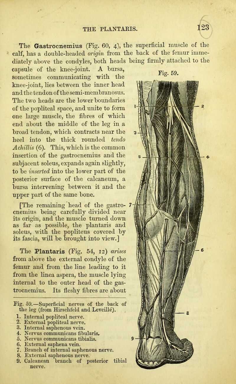 THE PLANTAEIS. Fig. 59. The Gastrocnemius (Fig. 60, 4), the superficial muscle of the calf, has a double-headed origin from the back of the femur imme- diately above the condyles, both heads being firmly attached to the capsule of the knee-joint. A bursa, sometimes communicating -with the knee-joint, lies between the inner head and the tendon of the semi-membranosus. The two heads are the lower boundaries of the popliteal space, and unite to form one large muscle, the fibres of which end about the middle of the leg in a broad tendon, which contracts near the heel into the thick rounded tendo Acliillis (6). This, which is the common insertion of the gastrocnemius and the subjacent soleus, expands again slightly, to be inserted into the lower part of the posterior surface of the calcaneum, a bursa intervening between it and the upper part of the same bone. [The remaining head of the gastro- cnemius being carefully divided near its origin, and the muscle turned down as far as possible, the plantaris and soleus, vdth the popliteus covered by its fascia, will be brought into mew.] The Plantaris (Fig. 54, 12) arises from above the external condyle of the femur and from the line leading to it from the linea aspera, the muscle lying internal to the outer head of the gas- trocnemius. Its fleshy fibres are about Fig. 59.—Superficial nerves of the back of the leg (from Hirschfeld and Leveille). 1. Internal popliteal nerve. 2. External popliteal nerve. 3. Internal saphenous vein. 4. Nervus communicans fibularis. 5. Nervus communicans tibialis. 6. External saphena vein. 7. Branch of internal saphenous nerve. 8. External saphenous nerve. 9. Calcanean branch of posterior tibial