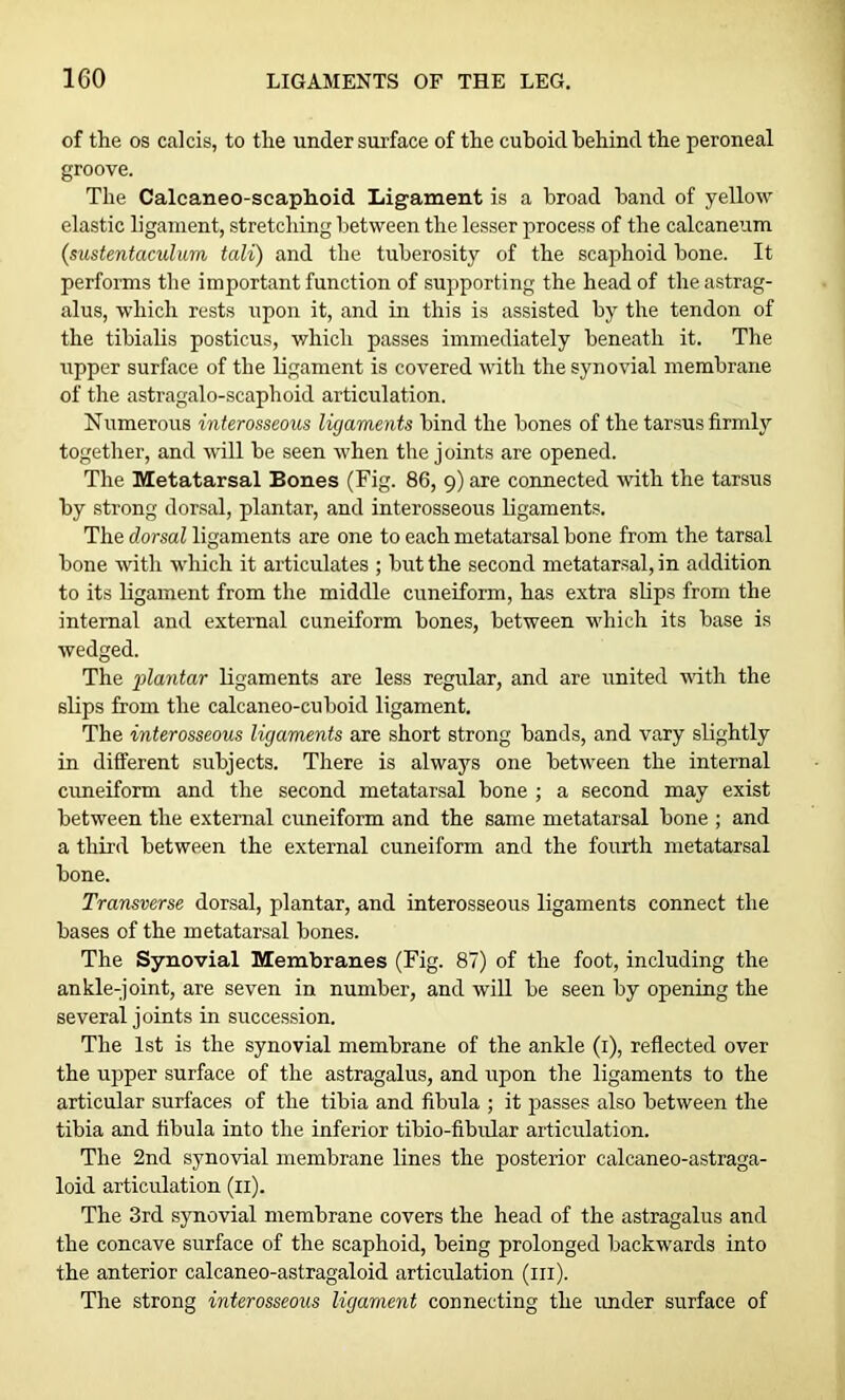 of the os calcis, to the under surface of the cuboid behind the peroneal groove. The Calcaneo-scaphoid Ligament is a broad hand of yellow elastic ligament, stretching between the lesser process of the calcaneum {sustentaculum tali) and the tuberosity of the scaphoid bone. It performs the important function of supporting the head of the astrag- alus, which rests upon it, and in this is assisted by the tendon of the tibialis posticus, which passes immediately beneath it. The upper surface of the ligament is covered with the synovial membrane of the astragalo-scaphoid articulation. Numerous interosseous ligaments bind the bones of the tarsus firmly together, and will be seen when the joints are opened. The Metatarsal Bones (Fig. 86, 9) are connected with the tarsus by strong dorsal, plantar, and interosseous ligaments. The dorsal ligaments are one to each metatarsal bone from the tarsal bone with which it articulates ; but the second metatarsal, in addition to its ligament from the middle cuneiform, has extra slips from the internal and external cuneiform bones, between which its base is wedged. The 'plantar ligaments are less regular, and are united with the slips from the calcaneo-cuboid ligament. The interosseous ligaments are short strong bands, and vary slightly in different subjects. There is always one between the internal cuneiform and the second metatarsal bone ; a second may exist between the external cuneiform and the same metatarsal bone ; and a third between the external cuneiform and the fourth metatarsal bone. Transverse dorsal, plantar, and interosseous ligaments connect the bases of the metatarsal bones. The Synovial Membranes (Fig. 87) of the foot, including the ankle-joint, are seven in number, and will be seen by opening the several joints in succession. The 1st is the synovial membrane of the ankle (1), reflected over the upper surface of the astragalus, and upon the ligaments to the articular surfaces of the tibia and fibula ; it passes also between the tibia and fibula into the inferior tibio-fibular articulation. The 2nd synovial membrane lines the posterior calcaneo-astraga- loid articulation (11). The 3rd synovial membrane covers the head of the astragalus and the concave surface of the scaphoid, being prolonged backwards into the anterior calcaneo-astragaloid articulation (in). The strong interosseous ligament connecting the under surface of