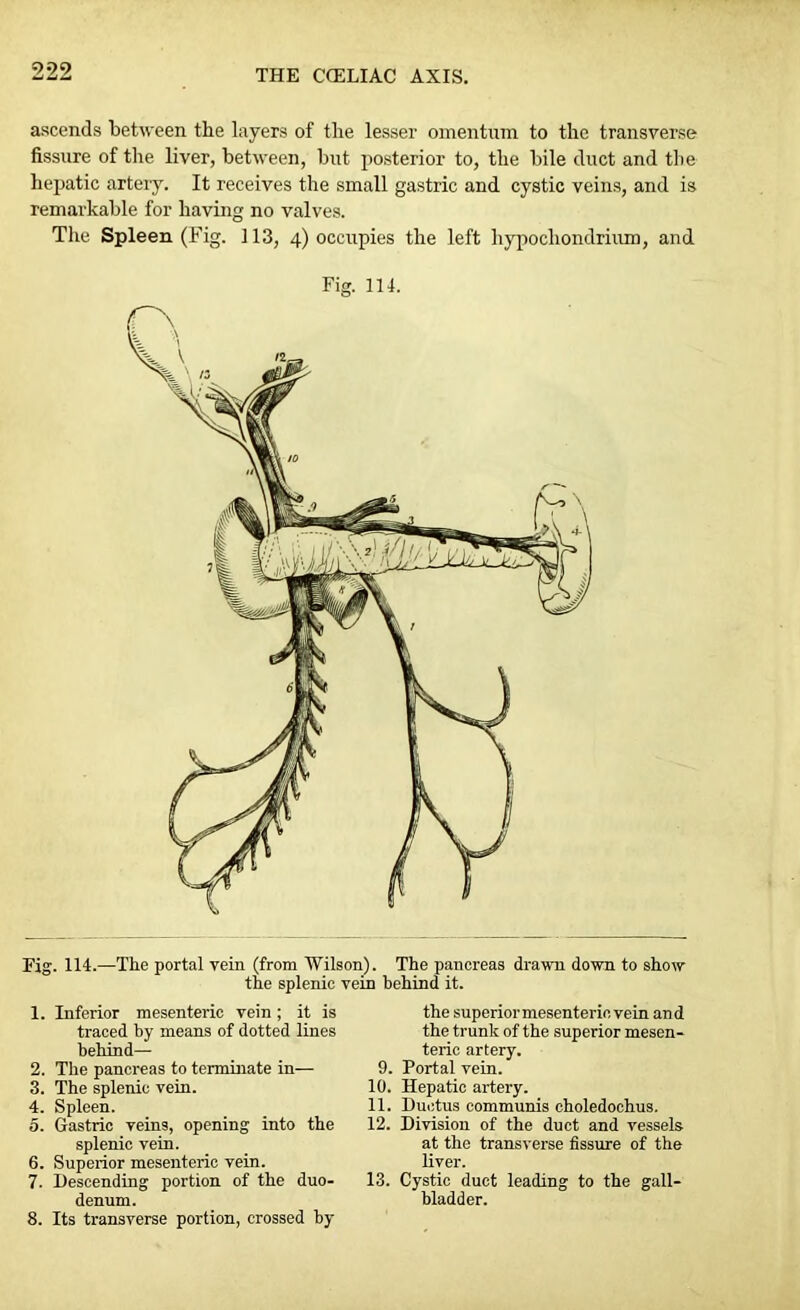 ascends between the layers of the lesser omentum to the transverse fissure of tire liver, between, but posterior to, the bile duct and the hepatic artery. It receives the small gastric and cystic veins, and is remarkable for having no valves. The Spleen (Fig. 113, 4) occupies the left hypochondrium, and Fig. 114. Fig. 114.—The portal vein (from Wilson). The pancreas drawn down to show the splenic vein behind it. 1. Inferior mesenteric vein; it is traced by means of dotted lines behind— 2. The pancreas to terminate in— 3. The splenic vein. 4. Spleen. 5. Gastric veins, opening into the splenic vein. 6. Superior mesenteric vein. 7. Descending portion of the duo- denum. 8. Its transverse portion, crossed by the superior mesenteric vein and the trunk of the superior mesen- teric artery. 9. Portal vein. 10. Hepatic artery. 11. Ductus communis choledochus. 12. Division of the duct and vessels at the transverse fissure of the liver. 13. Cystic duct leading to the gall- bladder.