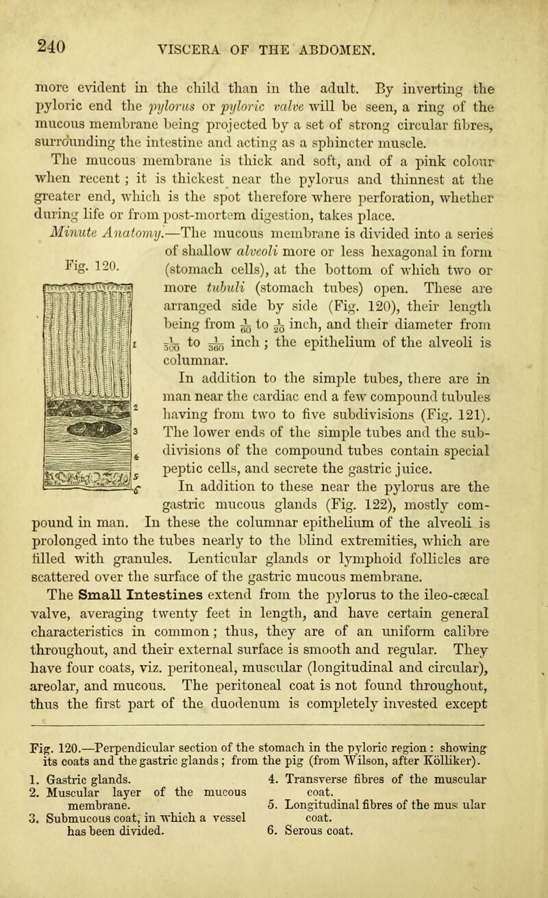 more evident in the child than in the adult. By inverting the pyloric end the pylorus or pyloric valve will he seen, a ring of the mucous membrane being projected by a set of strong circular fibres, surrounding the intestine and acting as a sphincter muscle. The mucous membrane is thick and soft, and of a pink colour when recent; it is thickest near the pylorus and thinnest at the greater end, which is the spot therefore where perforation, whether during life or from post-mortem digestion, takes place. Minute Anatomy.—The mucous membrane is divided into a series of shallow alveoli more or less hexagonal in form (stomach cells), at the bottom of which two or more tubuli (stomach tubes) open. These are arranged side by side (Fig. 120), their length being from i to ^ inch, and their diameter from 505 ggn inch; the epithelium of the alveoli is columnar. In addition to the simple tubes, there are in man near the cardiac end a few compound tubules having from two to five subdivisions (Fig. 121). The lower ends of the simple tubes and the sub- divisions of the compound tubes contain special peptic cells, and secrete the gastric juice. In addition to these near the pylorus are the gastric mucous glands (Fig. 122), mostly com- pound in man. In these the columnar epithelium of the alveoli is prolonged into the tubes nearly to the blind extremities, which are filled with granules. Lenticular glands or lymphoid follicles are scattered over the surface of the gastric mucous membrane. The Small Intestines extend from the pylorus to the ileo-csecal valve, averaging twenty feet in length, and have certain general characteristics in common; thus, they are of an imiform calibre throughout, and their external surface is smooth and regular. They have four coats, viz. peritoneal, muscular (longitudinal and circular), areolar, and mucous. The peritoneal coat is not found throughout, thus the first part of the duodenum is completely invested except Fig. 120.—Perpendicular section of the stomach in the pyloric region : showing its coats and the gastric glands; from the pig (from Wilson, after Kolliker). 1. Gastric glands. 2. Muscular layer of the mucous membrane. 3. Submucous coat, in which a vessel has been divided. 4. Transverse fibres of the muscular coat. 5. Longitudinal fibres of the mus ular coat. 6. Serous coat.