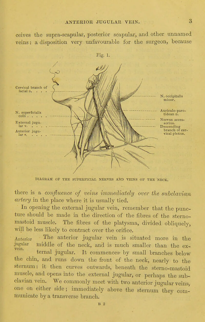 ceives the supra-scapular, posterior scapular, and other unnamed veins: a disposition very unfavourable for the surgeon, because Cervical branch of facial n. ... N. superBcialis colli External jugu- lar V Anterior jugu- lar v DIAGBAM Ot THE SXIPEKFICIAI, NEBVES AOT) VEINS OF THE NECK. there is a confluence of veins immediately over the subclavian artery in the place where it is usually tied. In opening the external jugular vein, remember that the punc- ture should be made in the dii-ection of the fibres of the sterno- mastoid muscle. The fibres of the platysma^ divided obliquely, will be less likely to contract over the orifice. Anterior anterior jugular vein is situated more in the jugular middle of the neck, and is much smaller than the ex- vem. J. 1 • 1 ternal jugular. It commences by small branches below the chin, and runs down the front of the neck, nearly to the sternum: it then curves outwards, beneath the sterno-mastoid muscle, and opens into the external jugular, or perhaps the sub- clavian vein. We commonly meet with two anterior jugular veins, one on either side; immediately above the sternum they com- municate by a transverse branch. D 2