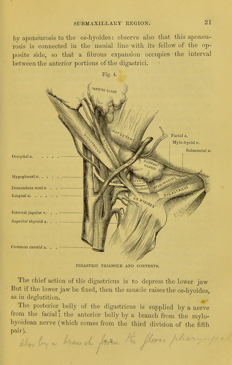 by aponeurosis to the os-hyoides: observe also tliat this aponeu- rosis is connected in the mesial line with its fellow of the op- posite side, so that a fibrous expansion occupies the interval between the anterior portions of the digastrici. Fig. 4. DIGASTEIC TBIANGLE AND CONTENTS. The chief action of the digastricus is to depress the lower jaw But if the lower jaw be fixed, then the muscle raises the os-hyoides, as in deglutition. The posterior^ belly of the digastricus is supplied by a nerve from the facial; the anterior belly by a branch from the mylo- hyoidean nerve (which comes from the third division of the fifth pair).