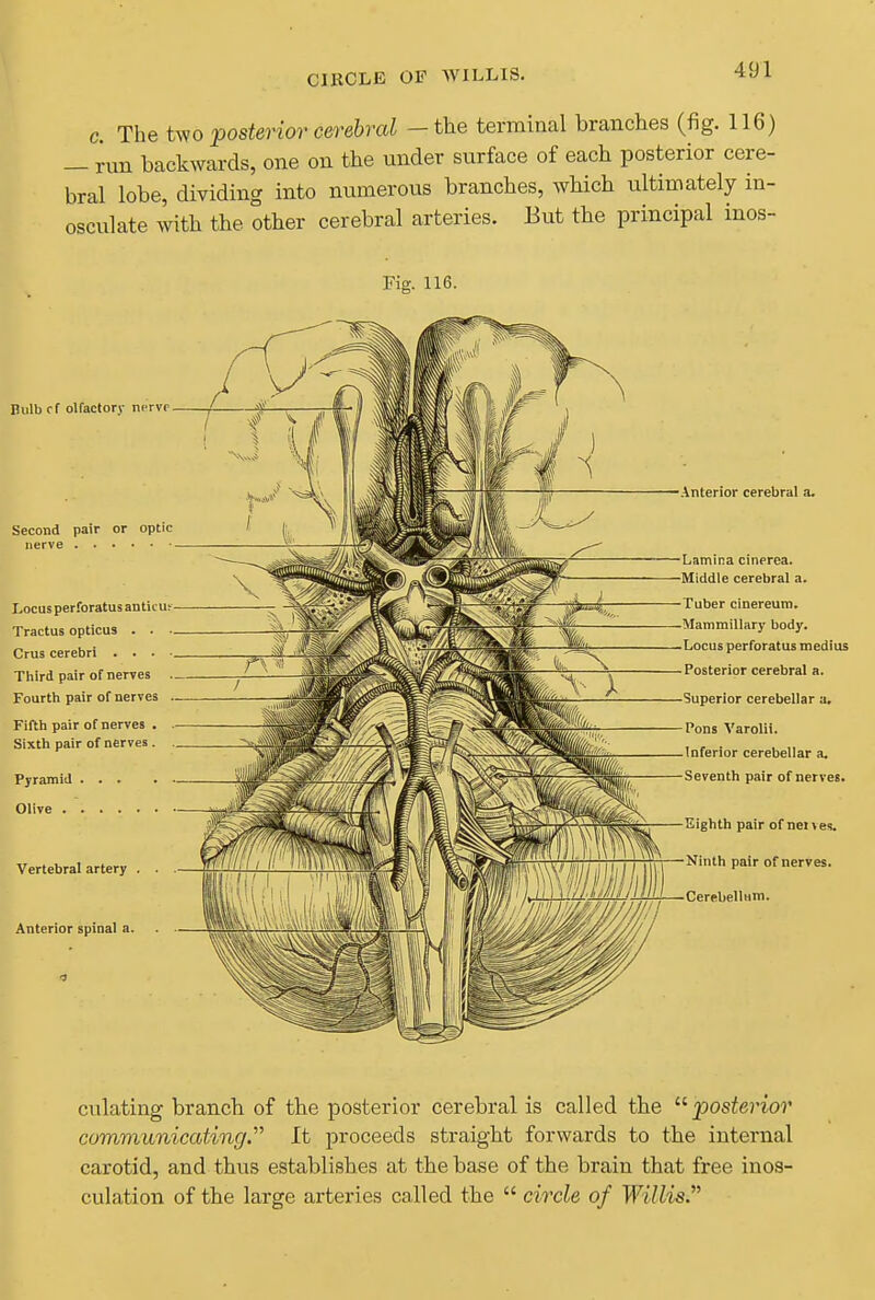 CIKCLE OF WILLIS. c. The tvio:posterior cerebral - the terminal branches (fig. 116) — run backwards, one on the under surface of each posterior cere- bral lobe, dividing into numerous branches, which ultimately in- osculate with the other cerebral arteries. But the principal inos- Fig. 116. Bulb cf olfactory nprvc Second pair or optic nerve Locus perforatus anticu: Tractus opticus . . Crus cerebri . . . Third pair of nerves Fourtii pair of nerves Fiftli pair of nerves . Sixth pair of nerves. Pyramid ... Olive Vertebral artery , Anterior spinal a. Anterior cerebral a. Lamina cinerea. Middle cerebral a. Tuber cinereum. Mammillary body. Locus perforatus medius Posterior cerebral a. Superior cerebellar a. Pons Varolii. Inferior cerebellar a. Seventh pair of nerves. Eighth pair of netves. Ninth pair of nerves. Cerebellum. culating branch of the posterior cerebral is called the posterior communicating. It proceeds straight forwards to the internal carotid, and thus establishes at the base of the brain that free inos- culation of the large arteries called the  circle of Willis