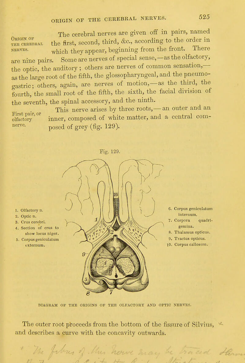 The cerebral nerves are given off in pairs, named ?r™«A. the first, second, third, &c., according to the order in NER-^s. ^^^^-^ appear, beginning from the front. There are nine pairs. Some are nerves of special sense,-as the olfactory, the optic, the auditory ; others are nerves of common sensation,— as the large root of the fifth, the glossopharyngeal, and the pneumo- gastric; others, again, are nerves of motion,—as the third, the fourth, the small root of the fifth, the sixth, the facial division of the seventh, the spinal accessory, and the ninth. This nerve arises by three roots,— an outer and an olfacto^''' inner, composed of white matter, and a central com- posed of grey (fig. 129). Kg. 129. I. Olfactory n. ■2. Optic n. 3. Crus cerebri. 4. Section of crus to show locus niger. 5. Corpus geniculatum externum. DIAGRAM OF THE OHIGINS OF THE OLFACTOBY AND OPTIC NEBVES. The outer root proceeds from the bottom of the fissure of Silvius, and describes a curve with the concavity ovitwards.