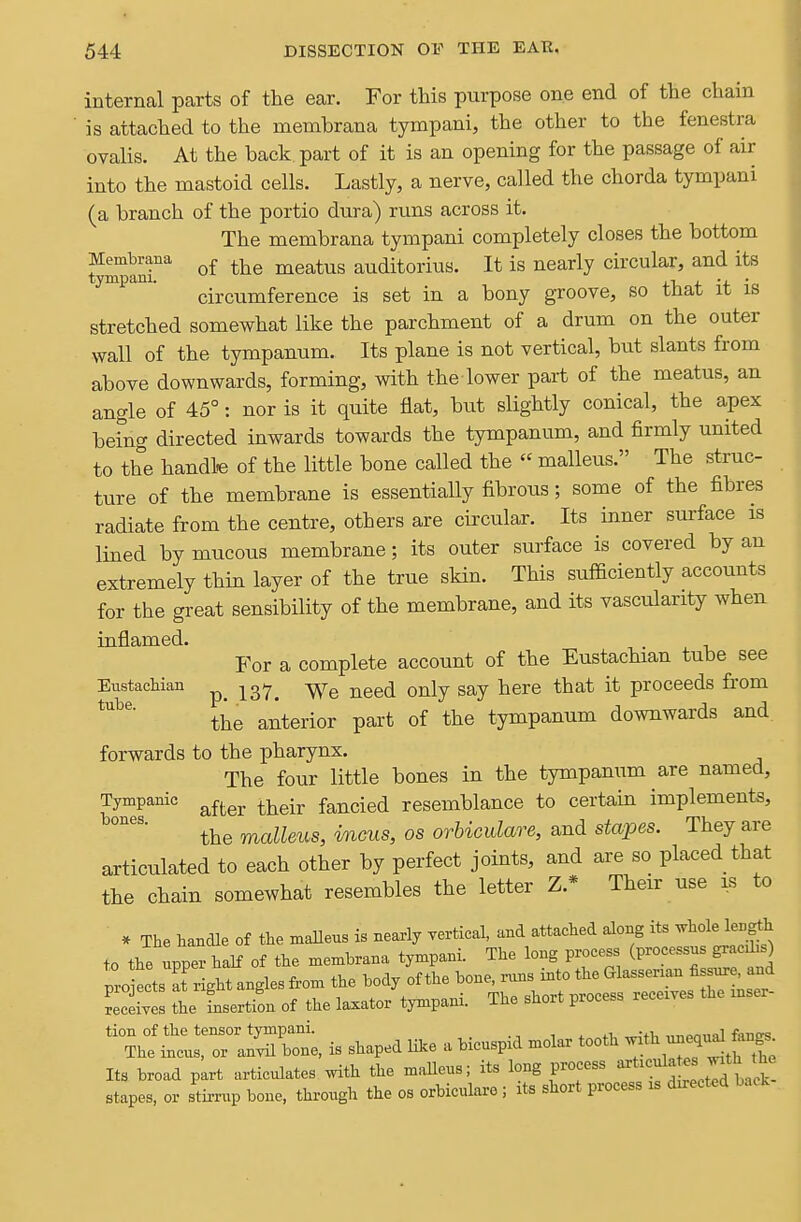 internal parts of the ear. For this purpose one end of the chain is attached to the membrana tympani, the other to the fenestra ovalis. At the back part of it is an opening for the passage of air into the mastoid cells. Lastly, a nerve, called the chorda tympani (a branch of the portio dura) runs across it. The membrana tympani completely closes the bottom Membrana ^ meatus auditorius. It is nearly circular, and its tympani. 4.1, + •+ • circumference is set in a bony groove, so tnat it is stretched somewhat like the parchment of a drum on the outer wall of the tympanum. Its plane is not vertical, but slants from above downwards, forming, with the lower part of the meatus, an angle of 45°: nor is it quite flat, but slightly conical, the apex being directed inwards towards the tympanum, and firmly united to the handle of the little bone called the  malleus. The struc- ture of the membrane is essentially fibrous; some of the fibres radiate from the centre, others are circular. Its inner surface is lined by mucous membrane; its outer surface is covered by an extremely thin layer of the true skin. This sufficiently accounts for the great sensibility of the membrane, and its vascularity when inflamed. For a complete account of the Eustachian tube see Enstachian jg-j,^ y^r^ ^ged only say here that it proceeds from the anterior part of the tympanum downwards and forwards to the pharynx. The four little bones in the tympanum are named. Tympanic ^^^^^ ^j^^-^ fancied resemblance to certain implements, the malleus, incus, os orUculare, and stapes. They are articulated to each other by perfect joints, and are so placed that the chain somewhat resembles the letter Z.* Their use is to . The handle of the maUeus is nearly yertieal, and attached along its -l^ol« l-S*^ to the upper half of the membrana tympani. The long process (P-J^-^-^^) pro lets bright angles from the body of the bone, nms mto the Glassenan fi s^ and Sceives the Lertion of the laxator tympani. The short process recexves the inser- is shaped lil^e a bicuspid mola. tooth ^th nne« Its broad part articulates mth the malleus; its long process ^^'^'^^^l^^^^ stapes, or stirrup bone, through the os orbiculare ; it. short process is directed