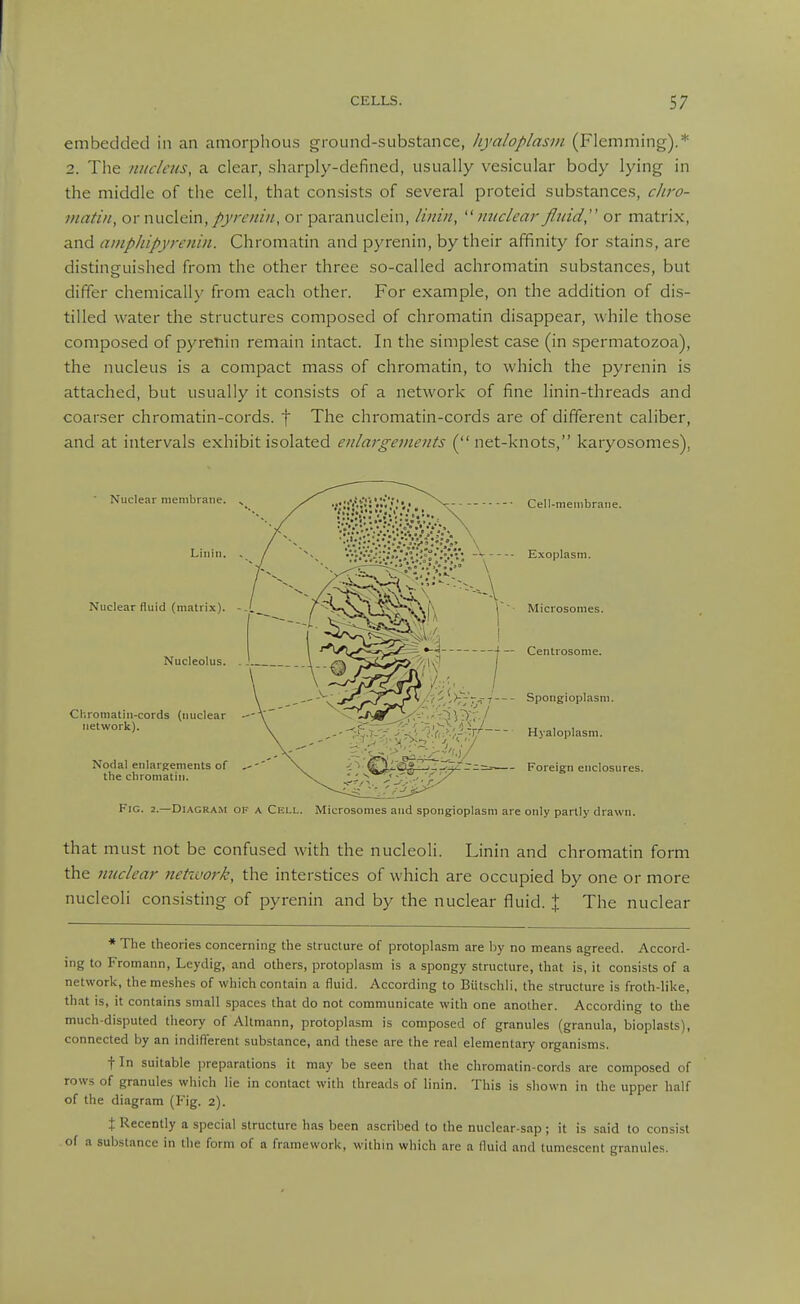 embedded in an amorplious ground-substance, hyaloplasm (Flemming).* 2. The nucleus, a clear, sharply-defined, usually vesicular body lying in the middle of the cell, that consists of several proteid substances, cJiro- matin, ormidc'm, />j'/rmu, or paranuclein, li?itn,  nuclear fluid,'' or matrix, and auipliipyrenin. Chromatin and pyrenin, by their affinity for stains, are distinguished from the other three so-called achromatin substances, but differ chemicall)' from each other. For example, on the addition of dis- tilled water the structures composed of chromatin disappear, while those composed of pyrenin remain intact. In the simplest case (in spermatozoa), the nucleus is a compact mass of chromatin, to which the pyrenin is attached, but usually it consists of a network of fine linin-threads and coarser chromatin-cords. f The chromatin-cords are of different caliber, and at intervals exhibit isolated enlargements ( net-knots, karyosomes), ■ Nuclear membrane. ^ Linin, . Nuclear fluid (matrix). - Nucleolus. Chromatin-cords (nuclear network). Nodal enlargements of the chromatin. Cell-menibrane. - Exoplasm. Microsomes. - Centrosome. - Spongioplasni. Hyaloplasm. - Foreign enclosures. Fig. 2.—Diagram of a Cell. Microsomes and spongioplasni are only partly drawn. that must not be confused with the nucleoli. Linin and chromatin form the nuclear netzuork, the interstices of which are occupied by one or more nucleoli consisting of pyrenin and by the nuclear fluid. % The nuclear * The theories concerning the structure of protoplasm are by no means agreed. Accord- ing to Fromann, Leydig, and others, protoplasm is a spongy structure, that is, it consists of a network, the meshes of which contain a fluid. According to Biitschli, the structure is froth-like, that is, it contains small spaces that do not communicate with one another. According to the much-disputed theory of Altmann, protoplasm is composed of granules (granula, bioplasts), connected by an indifferent substance, and these are the real elementary organisms. fin suitable preparations it may be seen that the chromatin-cords are composed of rows of granules which lie in contact with threads of linin. This is shown in the upper half of the diagram (Fig. 2). X Recently a special structure has been ascribed to the nuclear-sap ; it is said to consist of a substance in tlie form of a framework, wilhin which are a lluid and tumescent granules.