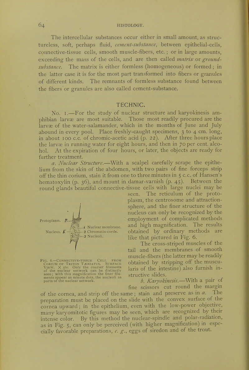 The intercellular substances occur either in .small amount, as struc- tureless, soft, perhaps fluid, ccinoit-snbstaiicc, between epithelial-cells, connective-tissue cells, smooth muscle-fibers, etc. ; or in large amounts, exceeding the mass of the cells, and are then called matrix or ground- substance. The matrix is either formless (homogeneous) or formed ; in the latter case it is for the most part transformed into fibers or granules of different kinds. The remnants of formless substance found between the fibers or granules are also called cement-substance. TECHNIC. No. I.—For the study of nuclear structure and karyokinesis am- phibian larvae are most suitable. Those most readily procured are the larvae of the water-salamander, which in the months of June and July abound in every pool. Place freshl3'--caught specimens, 3 to 4 cm. long, in about 100 c.c. of chromic-acetic acid (p. 22). After three hours place the larvae in running water for eight hours, and then in 70 per cent, alco- hol. At the expiration of four hours, or later, the objects are ready for further treatment. a. Nuclear Structure.—With a scalpel carefully scrape the epithe- lium from the skin of the abdomen, with two pairs of fine forceps strip off the thin corium, stain it from one to three minutes in 5 c.c. of Hansen's hematoxylin (p. 36), and mount in damar-varnish (p. 45). Between the round glands beautiful connective-tissue cells with large nuclei may be seen. The reticulum of the proto- plasm, the centrosome and attraction- sphere, and the finer structure of the nucleus can only be recognized by the employment of complicated methods and high magnification. The results obtained by ordinary methods are like that pictured in Fig. 6. The cross-striped muscles of the tail and the membranes of smooth muscle-fibers (the latter may be readily obtained by stripping off the muscu- laris of the intestine) also furnish in- structive slides. /;. Karyokinesis.—With a pair of fine scissors cut round the margin of the cornea, and strip off the same ; stain and preserve as in a. The preparation must be placed on the slide with the convex surface of the cornea upward ; in the epithelium, even with the low-power objective, many karyomitotic figures may be seen, which are recognized by their intense color. By this method the nuclear-spindle and polar-radiation, as in Fig. S, can only be perceived (with higher magnification) in espe- cially favorable preparations, e. g., eggs of sircdon and of the trout. Protoplasm. 1 Nuclear membrane. 2 Chromatiii-cords. a Nucleoli. Fig. 6.—Connective-tissue Celi, from Corium of Triton TyENiATus. Surface View. X 560. Only the coarser filaments of the nuclear network can be distinctly seen; with this magnification the finer fila- ments appear as minute clots, the nucleoli as parts of the nuclear network.