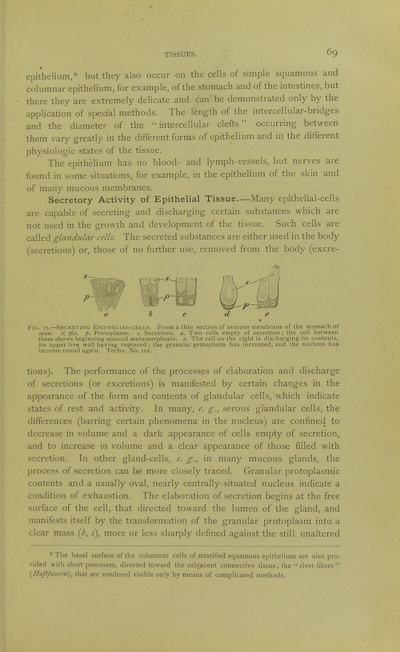 epithelium,* but they also occur on the cells of simple squamous and columnar epithelium, for example, of the stomach and of the intestines, but there they are extremely delicate and can be demonstrated only by the application of special methods. The length of the intercellular-bridges and the diameter of the intercellular clefts occurring between them vary greatly in the different forms of epithelium and in the different physiologic states of the tissue. The epithelium has no blood- and lymph-vessels, but nerves are found in some situations, for example, in the epithelium of the skin and of many mucous membranes. Secretory Activity of Epithelial Tissue.—Many epithelial-cells are capable of secreting and discharging certain substances which are not used in the growth and development of the tissue. Such cells are called glandular cells. The secreted substances are either used in the body (secretions) or, those of no further use, removed from the body (excre- FiG. 15.—Secreting Epithelial-cells. From a thin section of nnicous membrane of tlie stomach of man. X 560. /. Protoplasm, s. Secretion, a. Two cells empty of secretion ; the cell between them shows beginning mucoid metamorphosis, e. The cell on the right is discharging its contents, its upper free wall having ruptured; the granular protoplasm has increased, and the nucleus has become round again. Techn. N0.102. tions). The performance of the processes of elaboration and discharge of .secretions (or excretions) is manifested by certain changes in the appearance of the form and contents of glandular cells, which indicate states of rest and activity. In many, e. g., serous glandular cells, the differences (barring certain phenomena in the nucleus) are confined to decrease in volume and a dark appearance of cells empty of secretion, and to increase in volume and a clear appearance of those filled with secretion. In other gland-cells, e. g., in many mucous glands, the process of secretion can be more closely traced. Granular protoplasmic contents and a usually oval, nearly centrally-situated nucleus indicate a condition of exhaustion. The elaboration of secretion begins at the free surface of the cell, that directed toward the lumen of the gland, and manifests itself by the transformation of the granular protoplasm into a clear mass {p, s), more or less sharply defined against the still unaltered *The basal surface of the columnar cells of stratified squamous epithelium are also pro- vided with short processes, directed toward the subjacent connective tissue, the  rivet-fibers  {Haft/asern), that are rendered visible only by means of complicated methods.