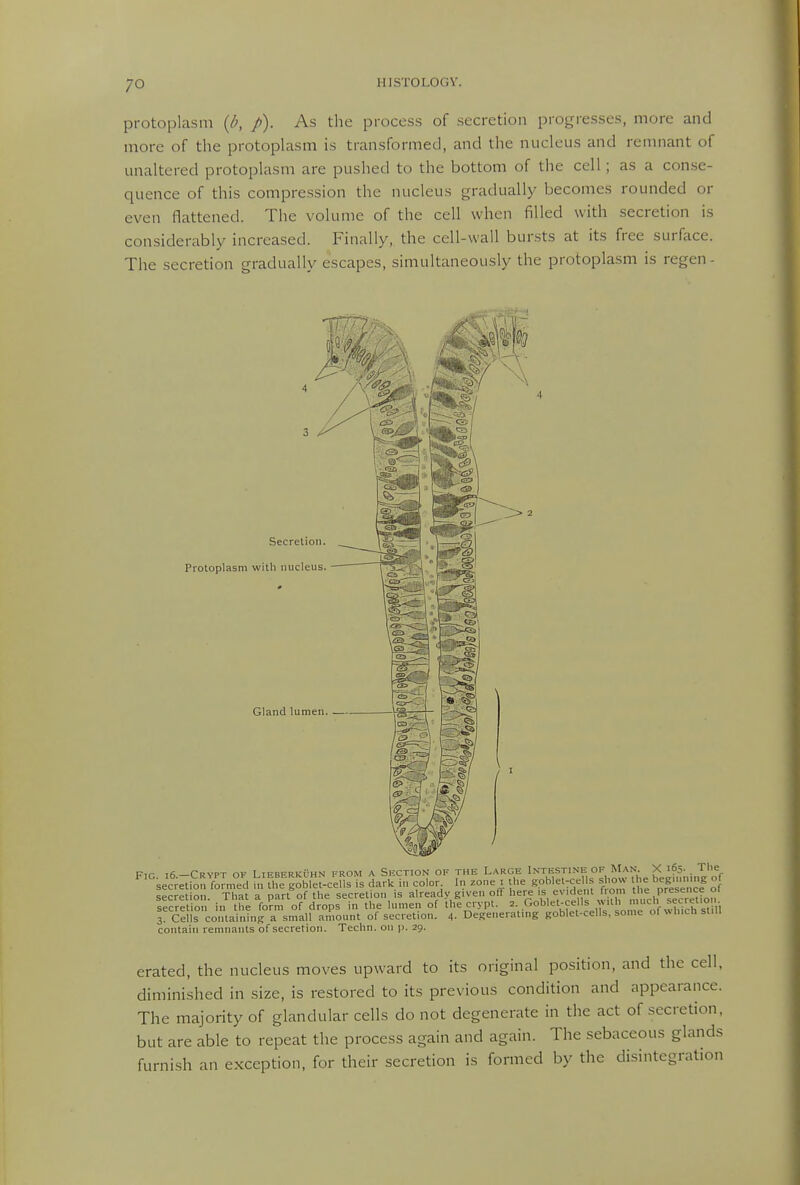 protoplasm {b, />). As the process of secretion progresses, more and more of the protophism is transformed, and the nucleus and remnant of unaltered protoplasm are pushed to the bottom of the cell; as a con.se- quence of this compression the nucleus gradually becomes rounded or even flattened. The volume of the cell when filled with secretion is considerably increased. Finally,, the cell-wall bursts at its free surface. The secretion gradually escapes, simultaneously the protoplasm is regen- Secretion. Protoplasm with nucleus. Gland lumen. — p,r tfi —Crvpt of LieberkOhn from a Section of the Large Intestine of Man. X 165. The •^^se'c^etionlrnfed m fhrgobTer-ceUs is dark in color In ^one i the goble.-cells show the begmn.ng of secretion That a part of the secretion is already given off here is evident from the presence 01 secretion in the fo?m of drops in the lumen of the crypt. ^•.<^°blet_ ee ls w.th much 3. Cells containing a small amount of secretion. 4. Degenerating goblet-cells, some ol which siui contain remnants of secretion. Techn. on ]). 29. erated, the nucleus moves upward to its original position, and the cell, diminished in size, is restored to its previous condition and appearance. The majority of glandular cells do not degenerate in the act of secretion, but are able to repeat the process again and again. The sebaceous glands furni.sh an exception, for their secretion is formed by the disintegration