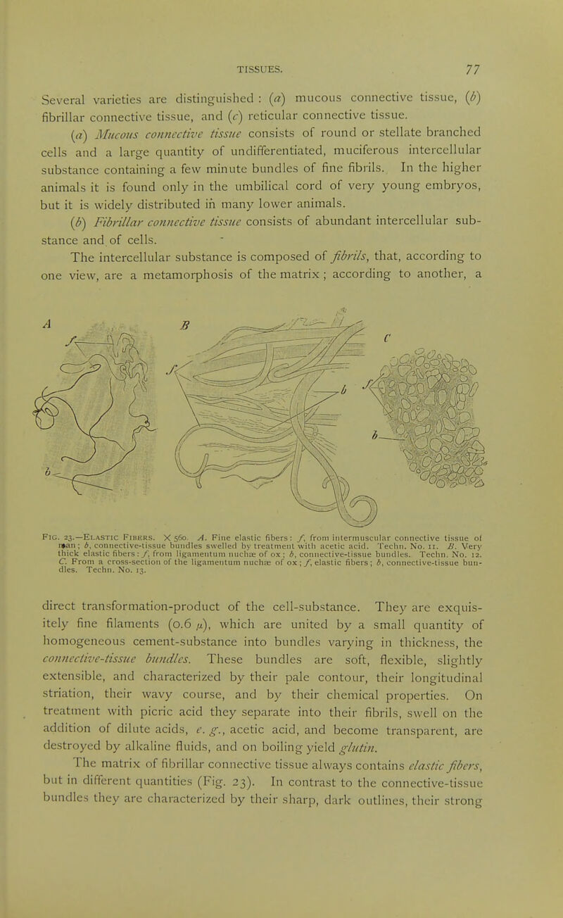 Several varieties are distinguished : (a) mucous connective tissue, (d) fibrillar connective tissue, and (c) reticular connective tissue. [a) Mucous connective tissue consists of round or stellate branched cells and a large quantity of undifferentiated, muciferous intercellular substance containing a few minute bundles of fine fibrils. In the higher animals it is found only in the umbilical cord of very young embryos, but it is widely distributed in many lower animals. {b) Fibrillar connective tissue consists of abundant intercellular sub- stance and of cells. The intercellular substance is composed of fibrils, that, according to one view, are a metamorphosis of the matrix; according to another, a Fig. 23.—Elastic Fibers. X 560. A. Fine elastic fibers: f, from iiilerniiiscular connective tissue of n»an; A, connective-tissue bundles swelled by treatment with acetic acid. Tecliii. No. 11. li. Very thick elastic fibers:/, from ligamentum nuchte of ox; b, connective-tissue bundles. Techn. No. 12. C. From a cross-section of the ligamentum nuchae of ox; y, elastic fibers; A, connective-tissue bun- dles. Techn. No. 13. direct transformation-product of the cell-substance. They are exquis- itely fine filaments (0.6 ij), which are united by a small quantity of homogeneous cement-substance into bundles varying in thickness, the connective-tissue bundles. These bundles are soft, flexible, slightly extensible, and characterized by their pale contour, their longitudinal striation, their wavy course, and by their chemical properties. On treatment with picric acid they separate into their fibrils, swell on the addition of dilute acids, acetic acid, and become transparent, are destroyed by alkaline fluids, and on boiling yield glutin. The matrix of fibrillar connective tissue always contains elastic fibers, but in different quantities (Fig. 23). In contrast to the connective-tissue bundles they are characterized by their sharp, dark outlines, their strong