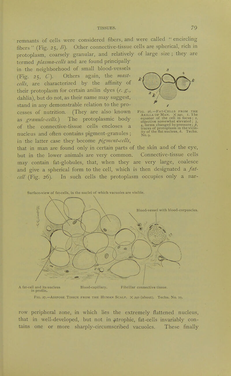 remnants of cells were considered fibers, and were called  encircling fibers  (Fig. 25, B). Other connective-tissue cells are spherical, rich in protoplasm, coarsely granular, and relatively of large size ; they are termed plasma-cells and are found principally in the neighborhood of small blood-vessels (Fig. 25, C\ Others again, the niast- cclls, are characterized by the affinity of their protoplasm for certain anilin dyes {e. g., dahlia), but do not, as their name may suggest, stand in any demonstrable relation to the pro- cesses of nutrition. (They are also known as granule-cells) The protoplasmic body of the connective-tissue cells encloses a nucleus and often contains pigment-granules ; in the latter case they become pigment-cells, that in man are found only in certain parts of the skin and of the eye, but in the lower animals are very common. Connective-tissue cells may contain fat-globules, that, when they are very large, coalesce and give a spherical form to the cell, which is then designated a fat- cell (Fig. 26). In such cells the protoplasm occupies only a nar- Surface-view of fat-cells, in the nuclei of which vacuoles are visible. A fat-cell and its nucleus Blood-capillary. Fibrillar connective tissue, in profile. Fig. 27.—Adipose Tissue from the Human Scalp. X 240 (about). Techn. No. iq. Fig. 26.—Fat-Cells from the A,xiLLA OF Man. X 240. i. '1 he equator of the cell in focus ; 2, objective somewhat elevated ; 3, 4, forms changed by pressure; traces of protoplasm in the vicin- ity of tlie flat nucleus, ,<:. Techn. No. 9. row peripheral zone, in which lies the extremely flattened nucleus, that in well-developed, but not in ^trophic, fat-cells invariably con- tains one or more sharply-circumscribed vacuoles. These finally