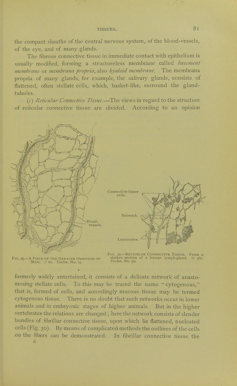 the compact sheaths of the central nervous system, of the blood-vessels, of the eye, and of many glands. The fibrous connective tissue in immediate contact with epithelium is usually modified, forming a structureless membrane called basanent uienibnuic or nieiiibrana propria, also hyaloid iiicvibraiie. The membrana propria of many glands, for example, the salivary glands, consists of flattened, often stellate cells, which, basket-like, surround the gland- tubules. (<r) Reticular Connective Tissue.—The views in regard to the structure of reticular connective tissue are divided. According to an opinion Fig. 29.—A Piece OF THE Greater Omentum OF shaken section of a human lymph-gland. X 560 Man. X 60. Techn. No. 15. Techn. No. 50. formerly widely entertained, it consists of a delicate network of anasto- mosing stellate cells. To this may be traced the name  cytogenous, that is, formed of cells, and accordingly mucous tissue may be termed cytogenous ti.ssue. There is no doubt that such networks occur in lower animals and in embryonic stages of higher animals. But in the higher vertebrates the relations are changed ; here the network consists of .slender bundles of fibrillar connective dssue, upon which lie flattened, nucleated cells (Fig. 30). By means of complicated methods the outlines of the cells on the fibers can be demonstrated. In fibrillar connective tissue the 6