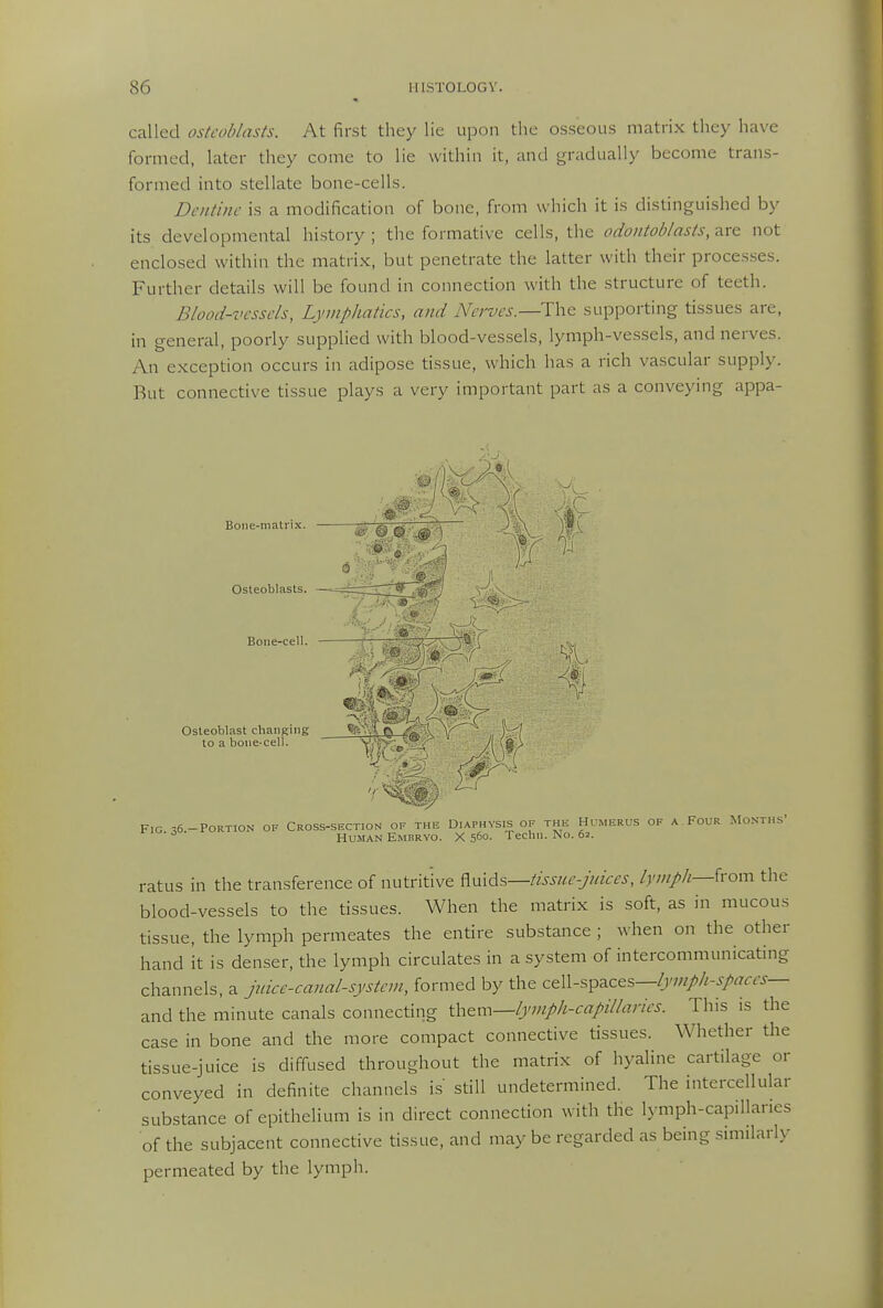 called osteoblasts. At first they lie upon the osseous matrix they have formed, later they come to lie within it, and gradually become trans- formed into stellate bone-cells. Dentine is a modification of bone, from which it is distinguished by its developmental hi.story ; the formative cells, the odontoblasts, are not enclosed within the matrix, but penetrate the latter with their processes. Further details will be found in connection with the structure of teeth. Blood-vessels, Lymphatics, and Nerves.—The supporting tissues are, in general, poorly supplied with blood-vessels, lymph-vessels, and nerves. An exception occurs in adipose tissue, which has a rich vascular supply. But connective tissue plays a very important part as a conveymg appa- Boiie-niatrix. Osteoblasts. Boiie-cell. — Osteoblast cbaiiKiiig to a bone-cell. Fig ^6 -Portion of Cross-section of the Diaphysis of thk Humerus of a Four Months' Human Embryo. X 560- Techii. No. 62. ratus in the transference of nutritive ^md?>—tissue-Juices, lymph—^vom the blood-vessels to the tissues. When the matrix is soft, as in mucous tissue, the lymph permeates the entire substance ; when on the other hand it is denser, the lymph circulates in a system of intercommunicating channels, a juice-canal-system, formed by the ct\\-s^^.ces—lymph-spaces— and the minute canals connecting ih&m—lymph-capillaries. This is the case in bone and the more compact connective tissues. Whether the tissue-juice is diffused throughout the matrix of hyaline cartilage or conveyed in definite channels is still undetermined. The intercellular substance of epithelium is in direct connection with the lymph-capillanes of the subjacent connective tissue, and may be regarded as being similarly permeated by the lymph.