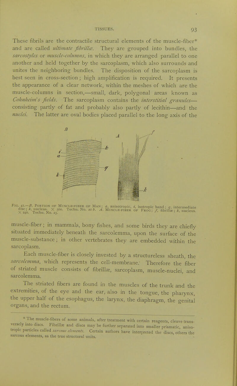 These fibrils are the contractile structural elements of the muscle-fiber* antl are called ultimate fihrillic. They are grouped into bundles, the sarcostylcs or inusclc-co/iiiniis, in which they are arranged parallel to one another and held together by the sarcoplasm, which also surrounds and unites the neighboring bundles. The disposition of the sarcoplasm is best seen in cross-section ; high amplification is required. It presents the appearance of a clear network, within the meshes of which are the muscle-columns in section,—small, dark, polygonal areas known as Cohnheiin's fields. The sarcoplasm contains the mtcrsiitial granules— consisting pardy of fat and probably also partly of lecithin—and the miclei. The latter are oval bodies placed parallel to the long axis of the a— ^-1 Fig. 41 . Portion OF Mlscle-kiber of Ma.n ; „, anisotropic, j, isotropic band; g, intermediate disc; nucleus X boo. reclin. ^o. 20b. A. Muscle-fiber of Frog; /, fibiillie; k, nucleus X 240. lecnn. No. 23. muscle-fiber ; in mammals, bony fishes, and some birds they are chiefly situated immediately beneath the sarcolemma, upon the surface of the muscle-substance ; in other vertebrates they are embedded within the sarcoplasm. Each muscle-fiber is closely invested by a structureless sheath, the sarcolemma, which represents the cell-membrane.' Therefore the fiber of striated muscle con.sists of fibrillee, sarcoplasm, muscle-nuclei, and sarcolemma. The striated fibers are found in the muscles of the trunk and the extremities, of the eye and the ear, also in the tongue, the pharynx, the upper half of the esophagus, the larynx, the diaphragm, the genital organs, and the rectum. * The muscle-fibers of some animals, after treatment with certain reagents, cleave trans- versely into discs. Fibrilte and discs may be further separated into smaller prismatic, aniso- tropic particles called sarcam elements. Certain authors have interpreted the discs, others the sarcous elements, as the true structural units.