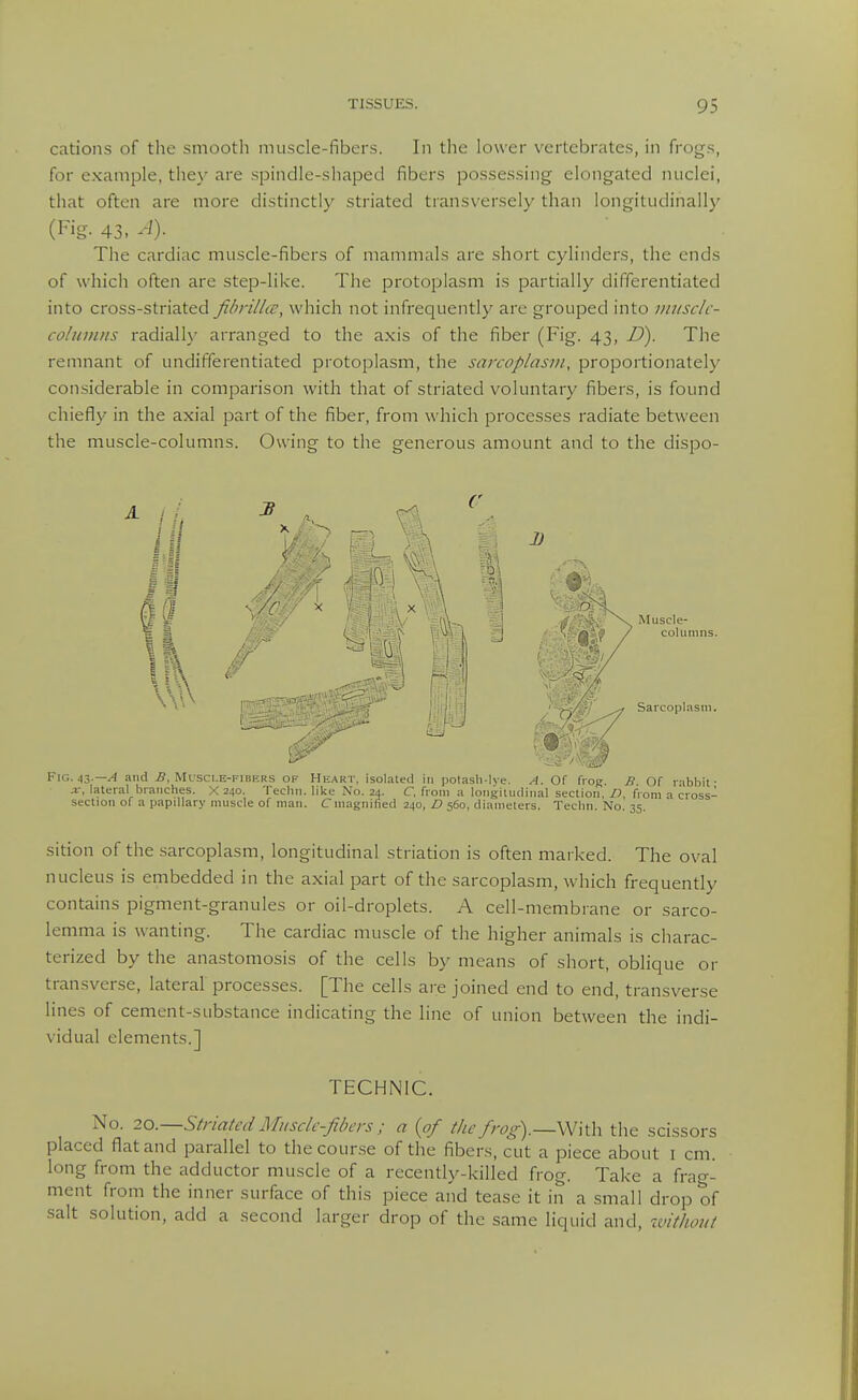 cations of tlie smootli muscle-fibers. In tlie lower vertebrates, in frogs, for example, they are .spindle-shaped fibers possessing elongated nuclei, that often are more distinctly striated transversely than longitudinally (Fig. 43, A). The cardiac muscle-fibers of mammals are short cylinders, the ends of which often are step-like. The protoplasm is partially differentiated into cross-striated fibrillce, which not infrequently are grouped into miisclc- cohimiis radialh' arranged to the axis of the fiber (Fig. 43, U). The remnant of undifferentiated protoplasm, the sarcoplasm, proportionately con.siderable in comparison with that of striated voluntary fibers, is found chiefly in the axial part of the fiber, from which processes radiate between the muscle-columns. Owing to the generous amount and to the dispo- ijI II II Sarcopl.ism. Fig. 43.—.4 and .ff, Musci.e-fibers of Heart, isolated in polash-lye. A. Of froj; B Of rabbit- X, lateral branches. X 240. Techn. like No. 24. C. from a loiigitiidiiial section, from a cross- section of a papillary muscle of man. Cmagnified 240, D 560, diameters. Teclin. No. 35. sition of the sarcoplasm, longitudinal striation is often marked. The oval nucleus is embedded in the axial part of the sarcoplasm, which frequently contains pigment-granules or oil-droplets. A cell-membrane or sarco- lemma is wanting. The cardiac muscle of the higher animals is charac- terized by the anastomosis of the cells by means of short, oblique or transverse, lateral processes. [The cells are joined end to end, transverse lines of cement-substance indicating the line of union between the indi- vidual elements.] TECHNIC. No. 20.—Stnated Miisdc-fihers ; a {of the frog).—the scissors placed flat and parallel to thecour.se of the fibers, cut a piece about i cm. long from the adductor muscle of a recently-killed frog. Take a frag- ment from the inner surface of this piece and tease it in a small drop of salt solution, add a second larger drop of the same liquid and, xvitlumt