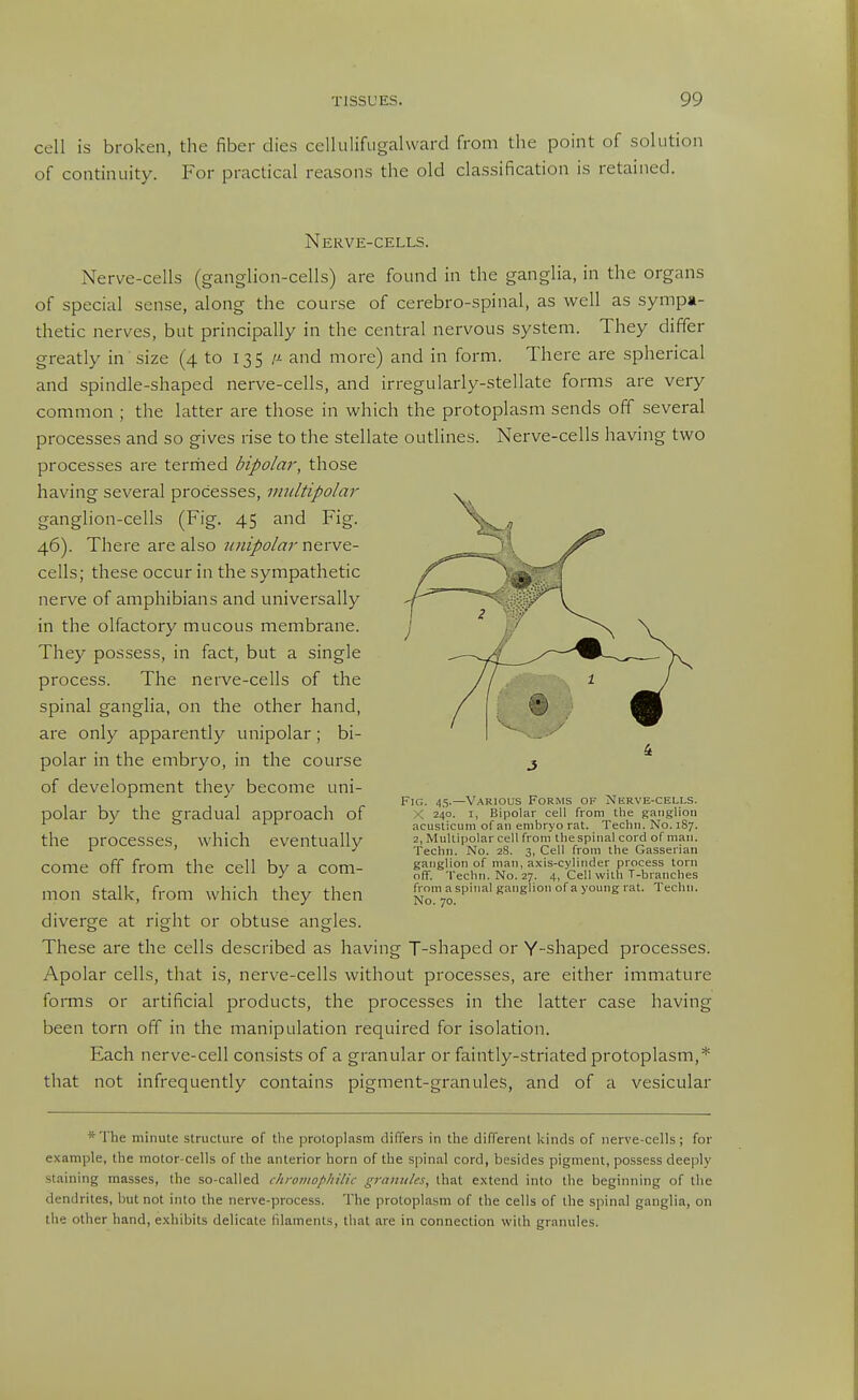 cell is broken, the fiber dies cellulifugalward from the point of solution of continuity. For practical reasons the old classification is retained. Nerve-cells. Nerve-cells (ganglion-cells) are found in the ganglia, in the organs of special sense, along the course of cerebro-spinal, as well as sympa- thetic nerves, but principally in the central nervous system. They differ greatly in size (4 to 135 M and more) and in form. There are spherical and spindle-shaped nerve-cells, and irregularly-stellate forms are very common ; the latter are those in which the protoplasm sends off several processes and so gives rise to the stellate outlines. Nerve-cells having two processes are termed bipolar, those having several processes, multipolar ganglion-cells (Fig. 45 and Fig. 46). There are also unipolar nerve- cells; these occur in the sympathetic nerve of amphibians and universally in the olfactory mucous membrane. They possess, in fact, but a single process. The nerve-cells of the spinal ganglia, on the other hand, are only apparently unipolar; bi- polar in the embryo, in the course of development they become uni- polar by the gradual approach of the processes, which eventually come off from the cell by a com- mon stalk, from which they then diverge at right or obtuse angles. These are the cells described as having T-shaped or Y-shaped processes. Apolar cells, that is, nerve-cells without processes, are either immature forms or artificial products, the processes in the latter case having been torn off in the manipulation required for isolation. Each nerve-cell consists of a granular or faintly-striated protoplasm,* that not infrequently contains pigment-granule.?, and of a vesicular * The minute structure of the protoplasm differs in the different kinds of nerve-cells; for example, the motor-cells of the anterior horn of the spinal cord, besides pigment, possess deeply staining masses, the so-called chroiiiophilic granules, that extend into the beginning of the dendrites, but not into the nerve-process. The protoplasm of the cells of the spinal ganglia, on the other hand, exhibits delicate filaments, tliat are in connection with granules. Fig. 45.—Various Forms of Nerve-cells. X 240. I, Bipolar cell from the ganglion acusticiim of an embryo rat. Techn. No. 1S7. 2, Multipolar cell from thespinal cord of man. Techn. No. 28. 3, Cell from the Gasserian ganglion of man, axis-cylinder process torn off. Techn. No. 27. 4, Cell with T-branches from a spinal ganglion of a young rat. Techn. No. 70.