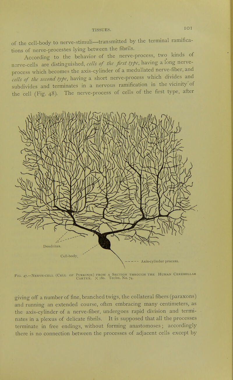 lOI of the cell-body to nerve-stimuli—transmitted by the terminal ramifica- tions of nerve-procesSes lying between the fibrils. According to the behavior of the nerve-process, two kinds of n^rve-cells are distinguished, cells of the first type, having a long nerve- process which becomes the axis-cylinder of a medullated nerve-fiber, and cells of the second type, having a short nerve-process which divides and subdivides and terminates in a nervous ramification in the vicinity of the cell (Fig. 48). The nerve-process of cells of the first type, after giving off a number of fine, branched twigs, the collateral fibers (paraxons) and running an extended course, often embracing many centimeters, as the axis-cylinder of a nerve-fiber, undergoes rapid division and termi- nates in a plexus of delicate fibrils. It is supposed that all the processes terminate in free endings, without forming anastomo.ses ; accordingly there is no connection between the processes of adjacent cells except by